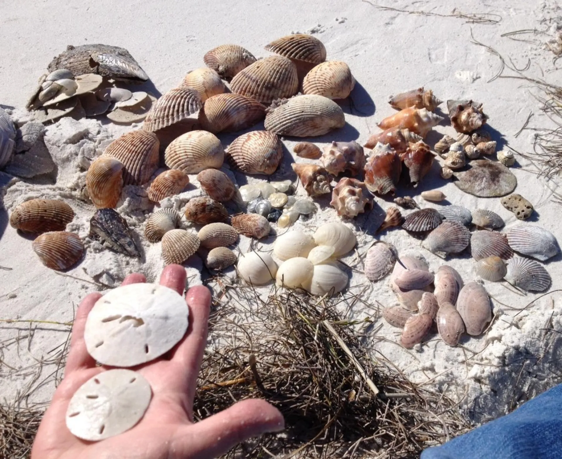 Sea Ray SPX 210 (Captain & Fuel Included) 6 passengers max