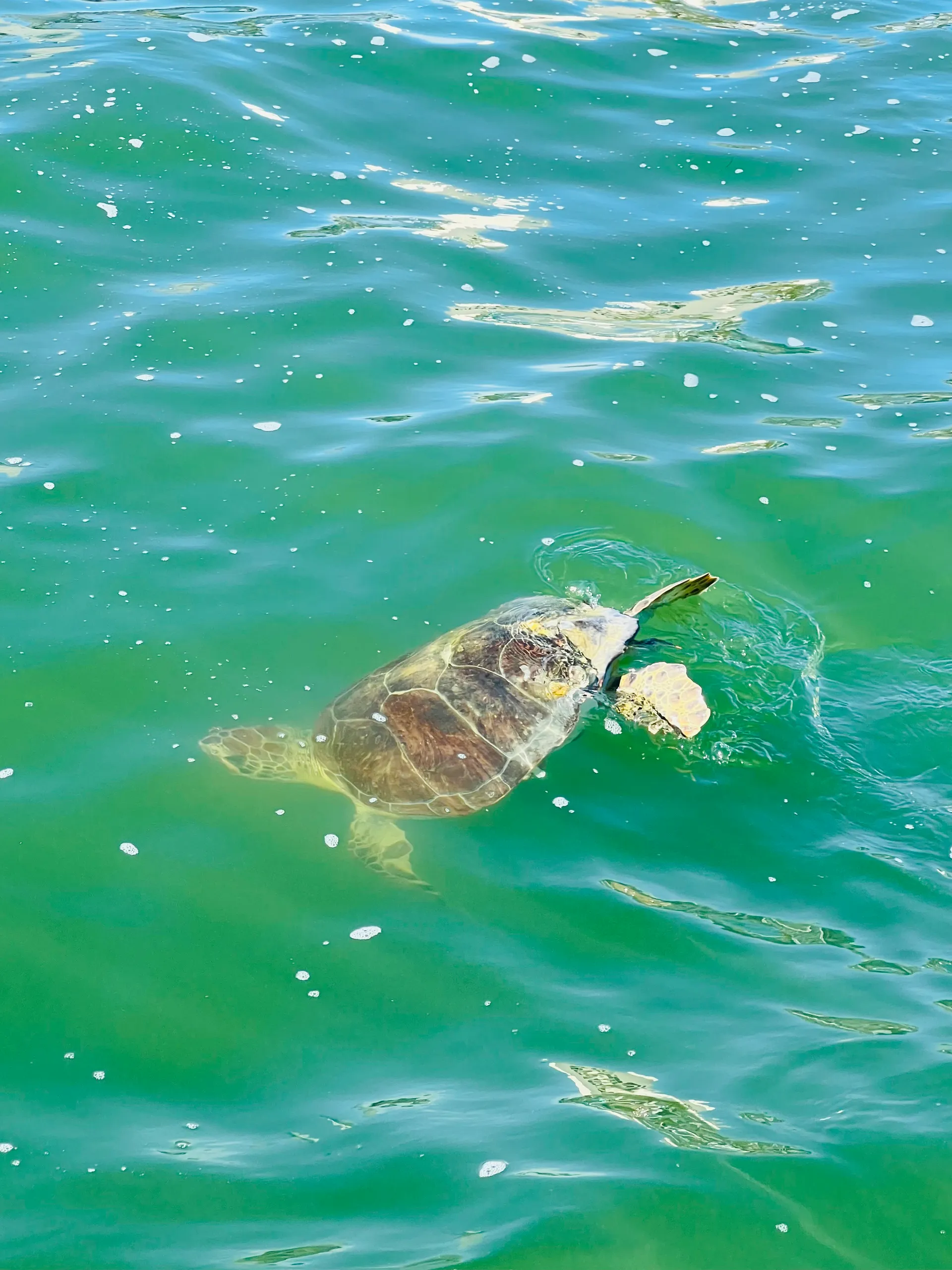 Sea Ray SPX 210 (Captain & Fuel Included) 6 passengers max