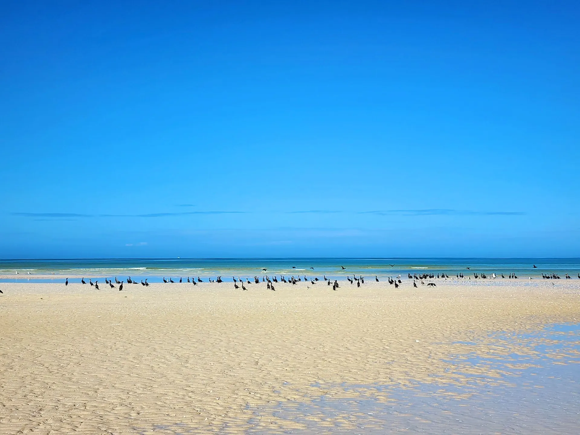 STARCRAFT MARINE SLS1 TRITOON in New Port Richey, FL — photo 9