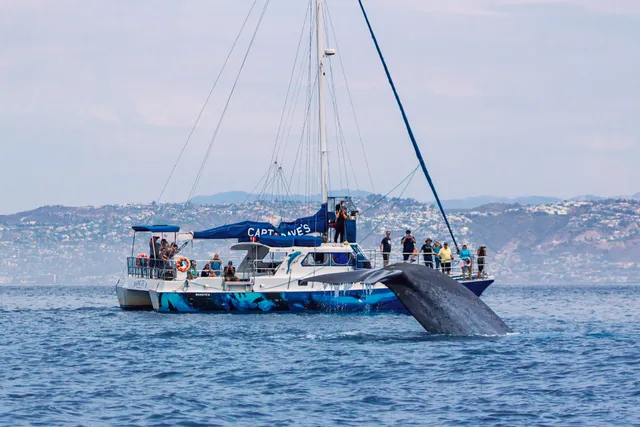 Rent a Murakami catamaran in Dana Point, CA near me