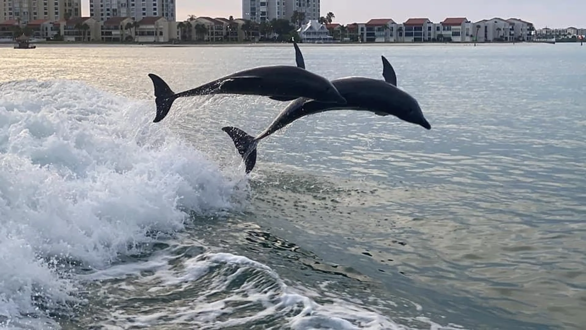 Sea Ray SPX 210 (Captain & Fuel Included) 6 passengers max