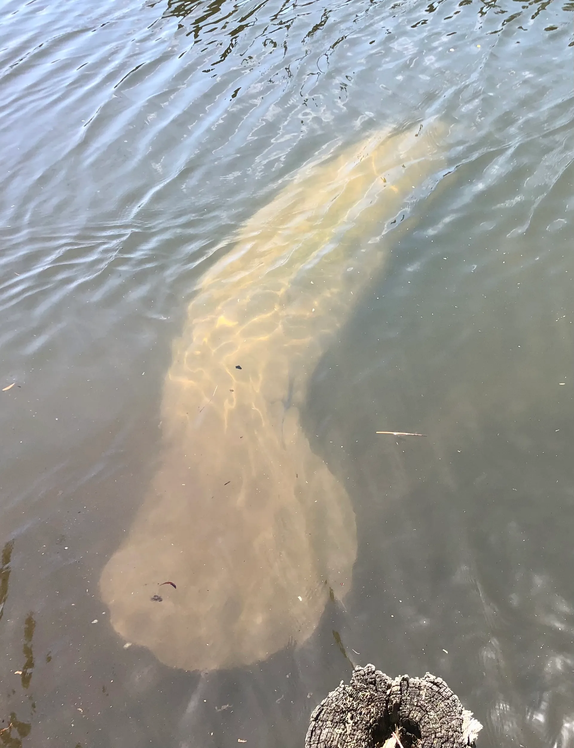 "Always a good time" Best priced pontoons - 10 Passenger!