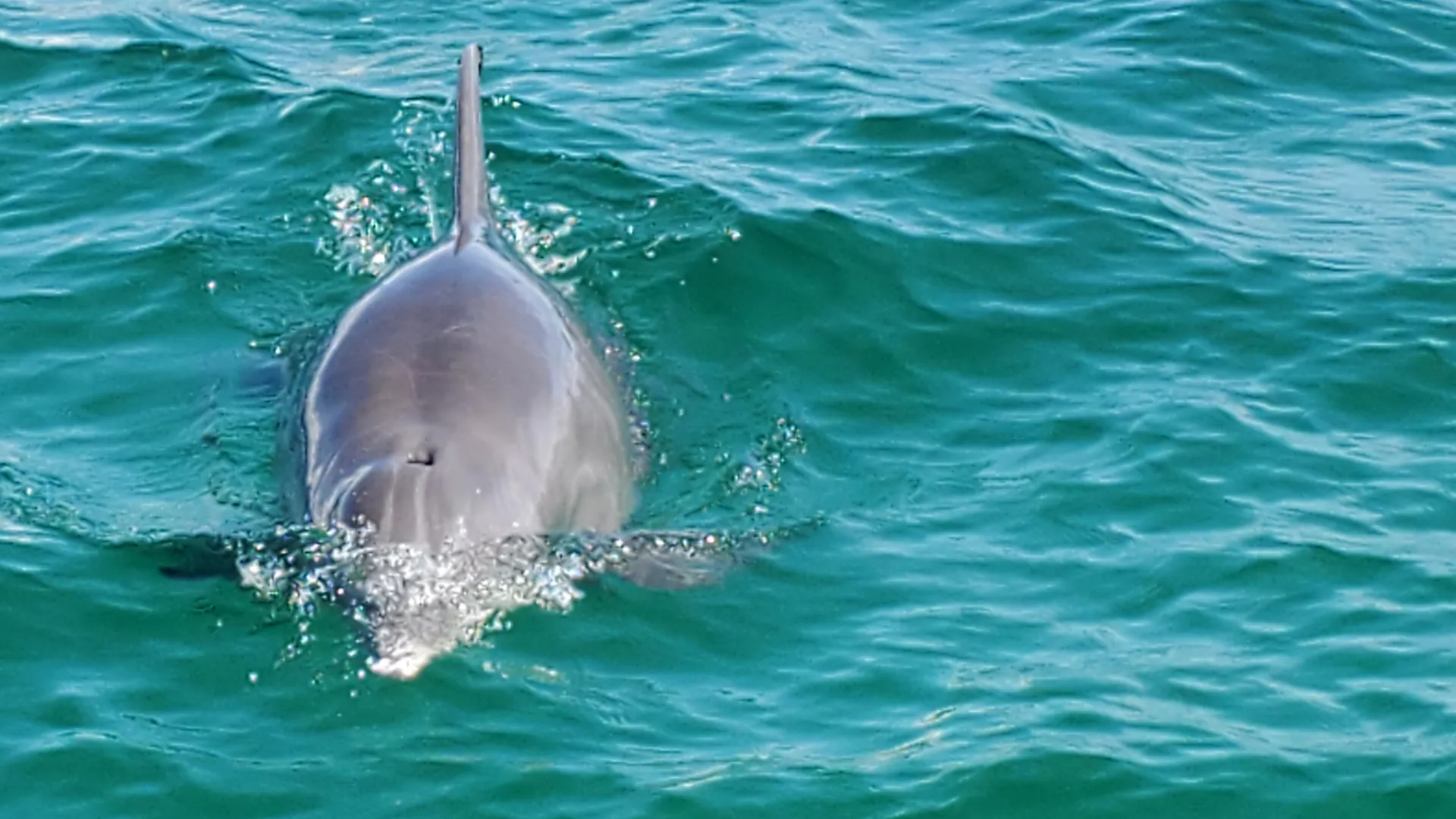 Captained Charter Pontoon Rental