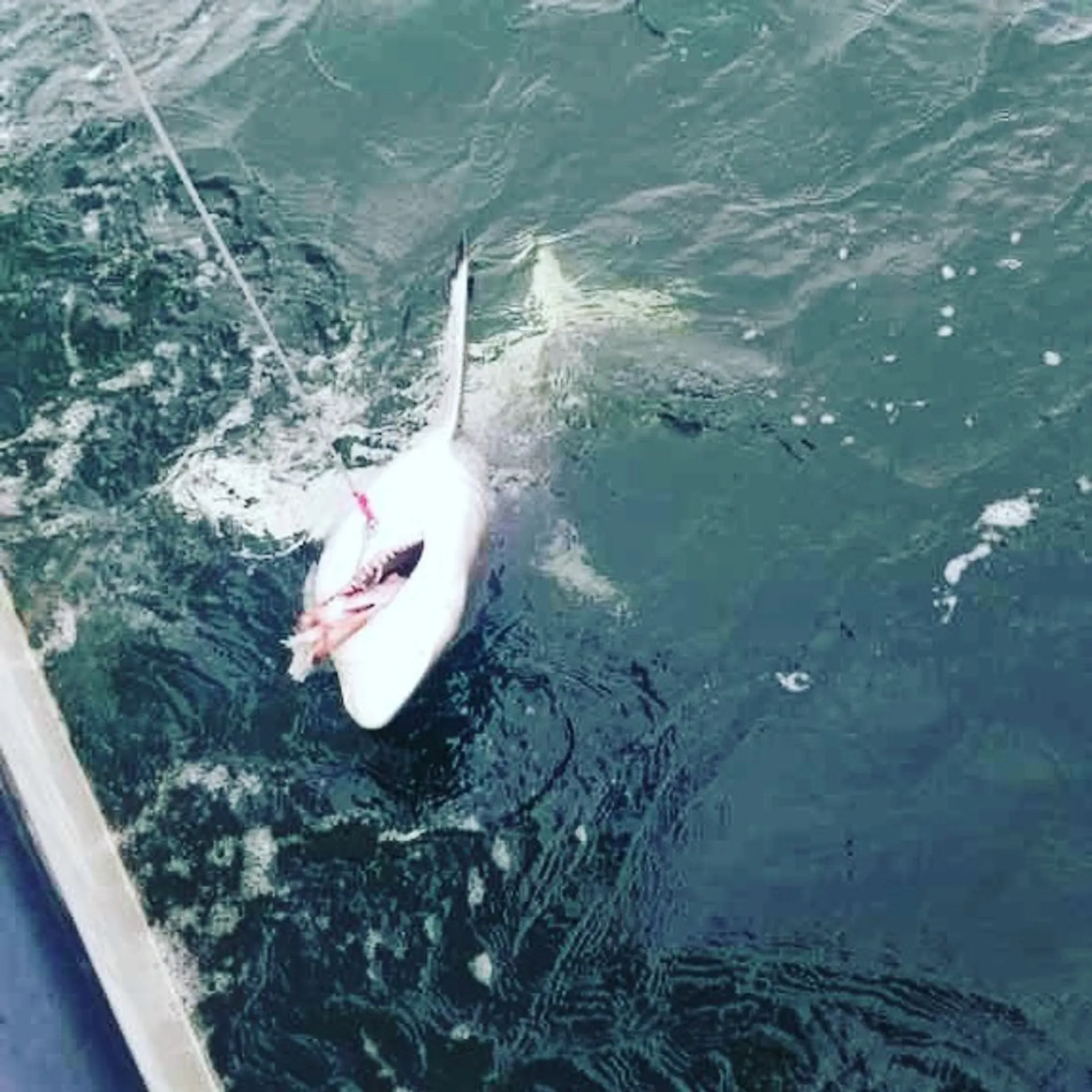 2023 Release Panga Fishing Boat 7 Passengers