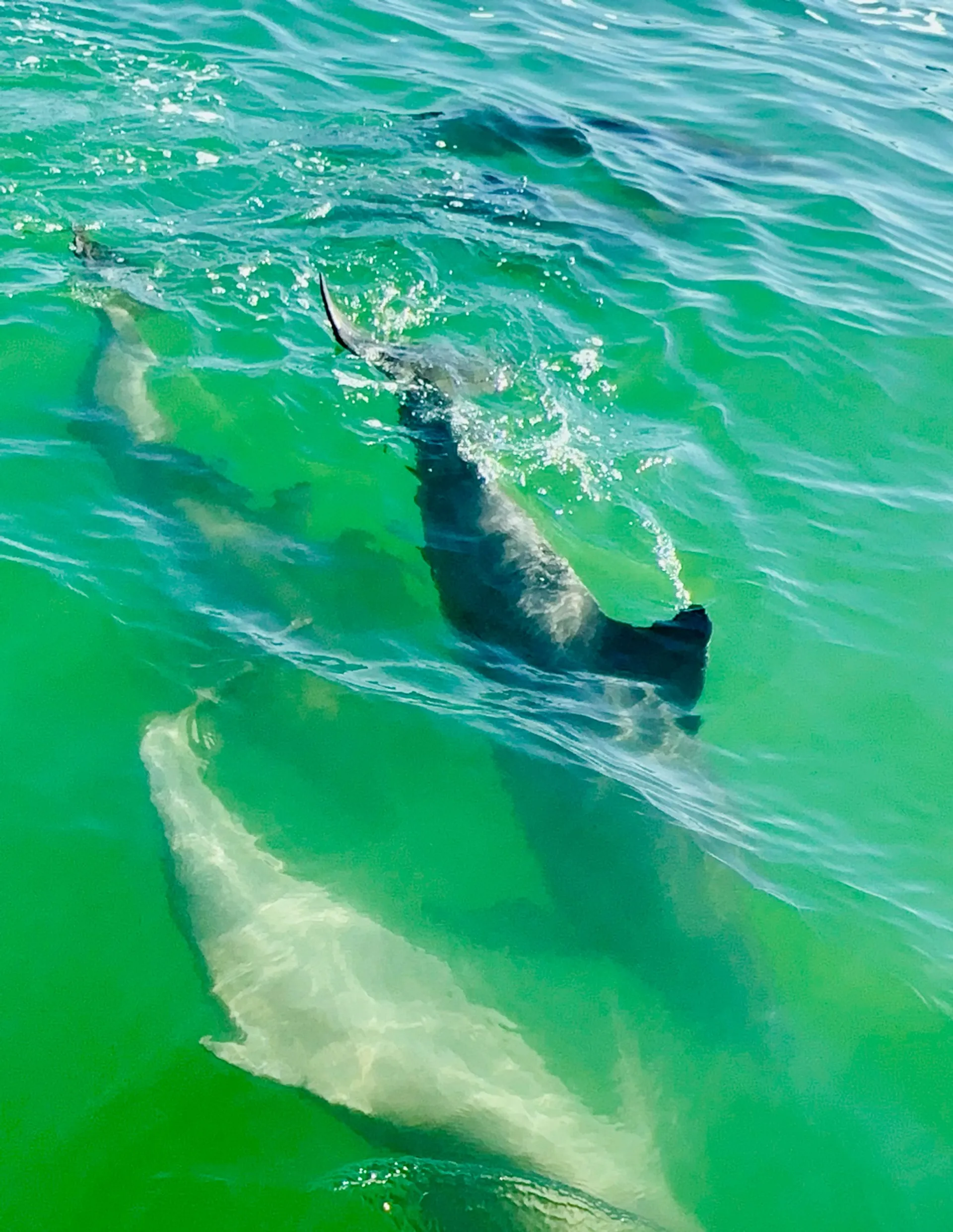 Sea Ray SPX 210 (Captain & Fuel Included) 6 passengers max