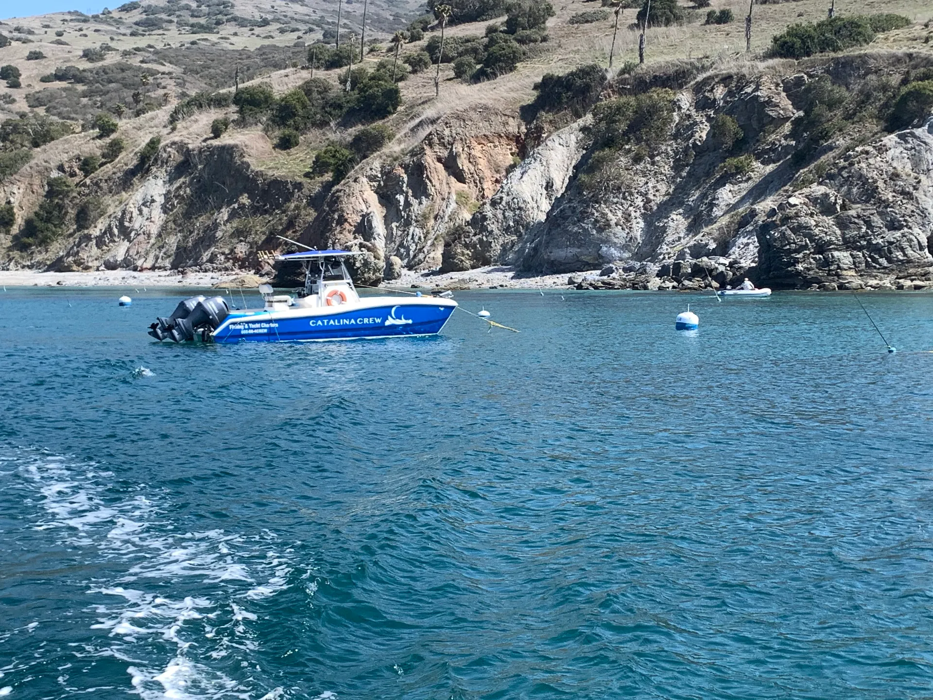 Personal CATALINA Ferry! Dolphin/Whale Watches and Coastal Cruises!