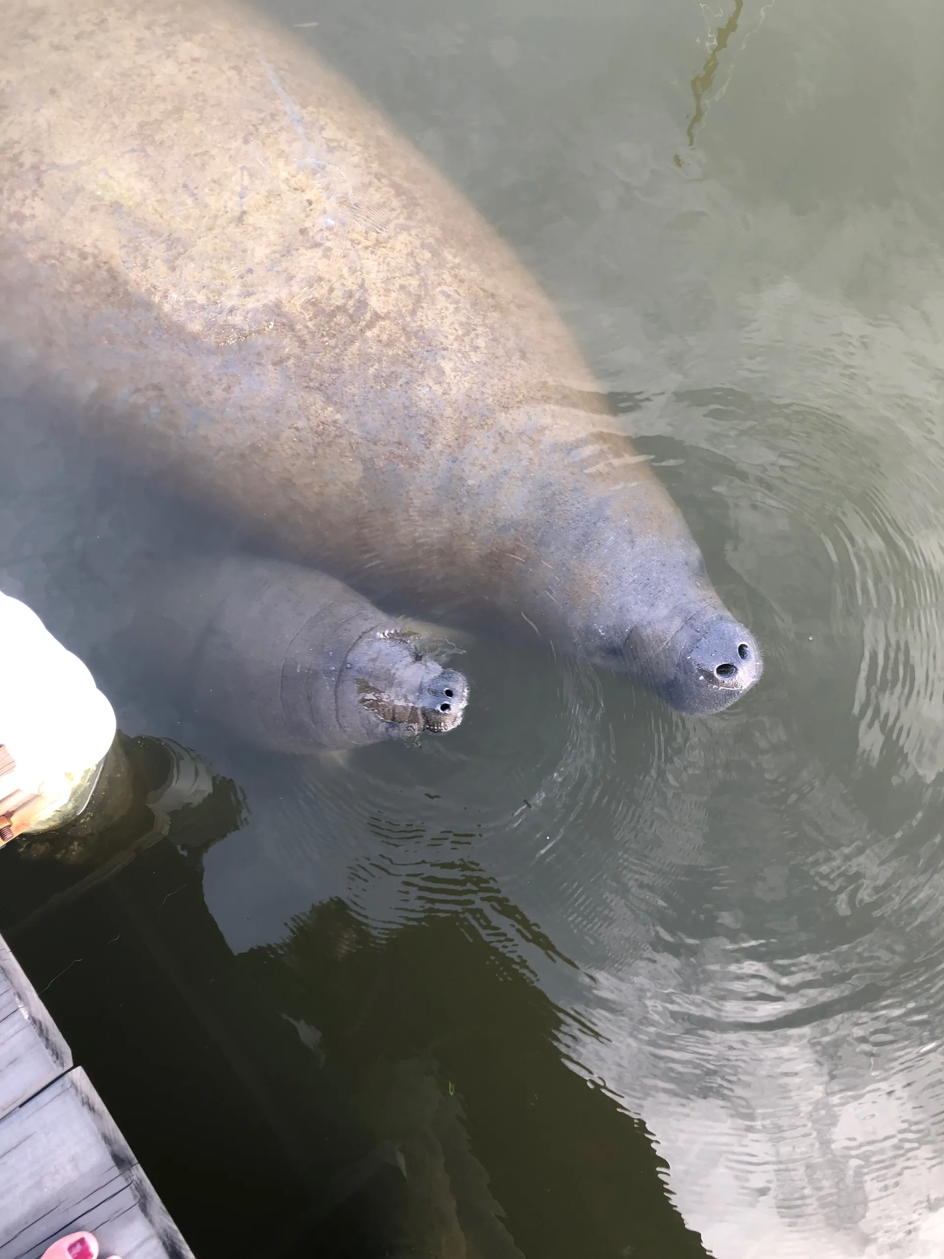 Yamaha G3 in Cocoa Beach, FL — photo 6