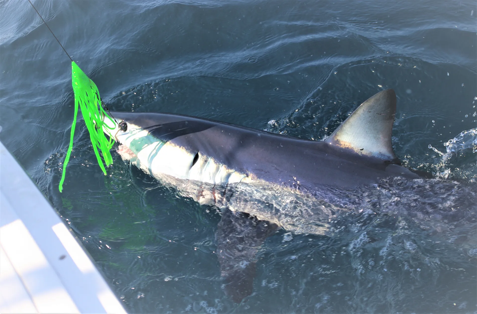 Luhrs Boats Tournament 320 Open in Somers Point, NJ — photo 4