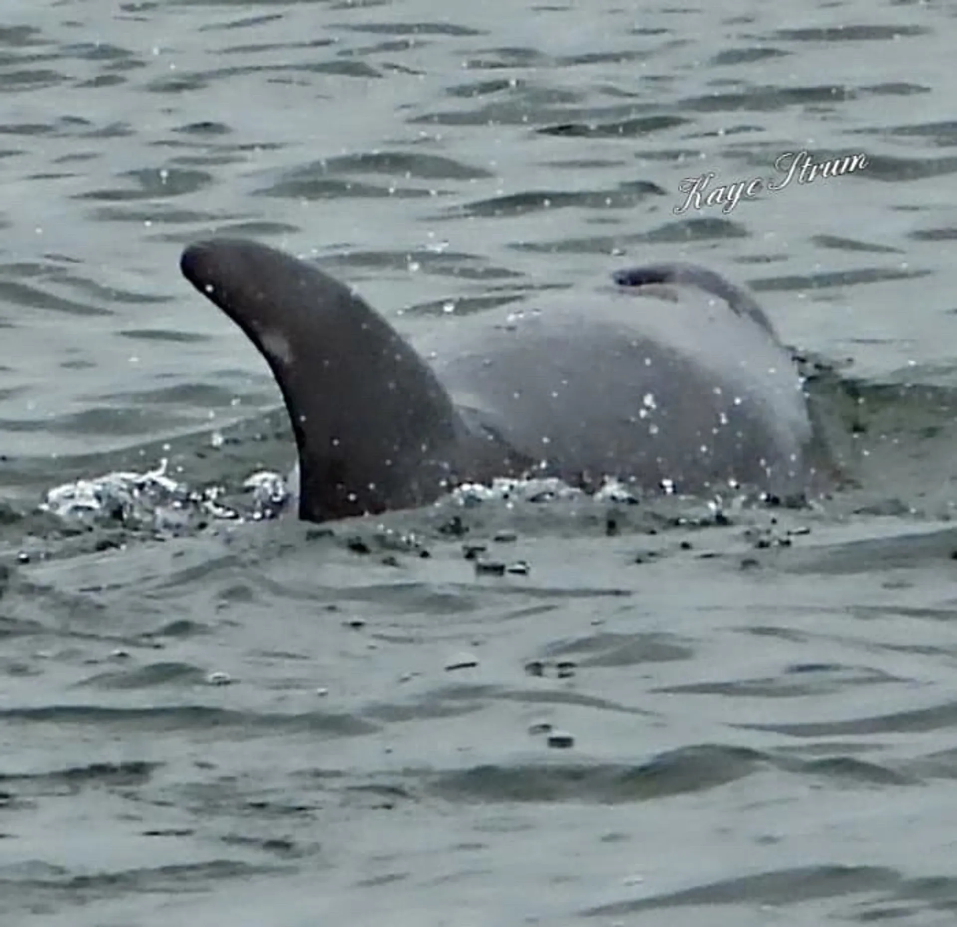 Carolina Yachts CY20 in Emerald Isle, NC — photo 2