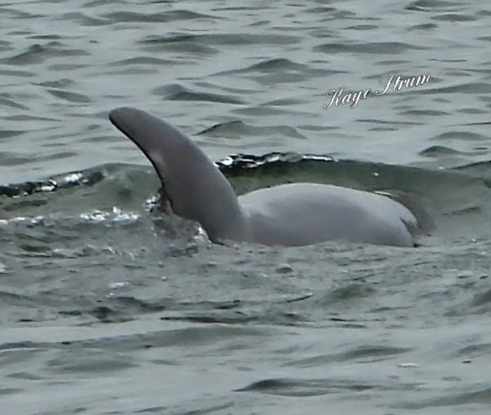 Carolina Yachts CY20 in Emerald Isle, NC — photo 5