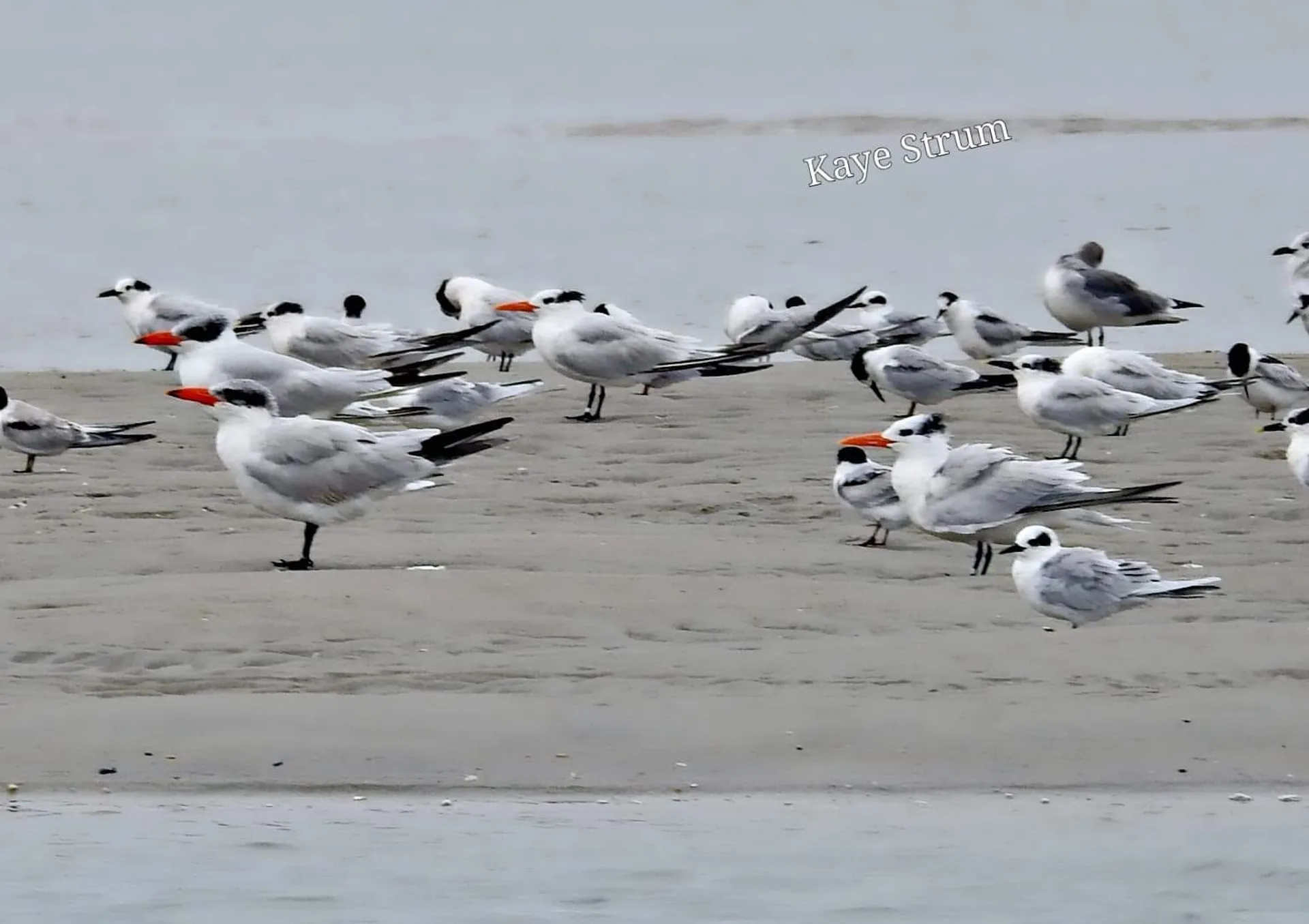 Carolina Yachts CY20 in Emerald Isle, NC — photo 3