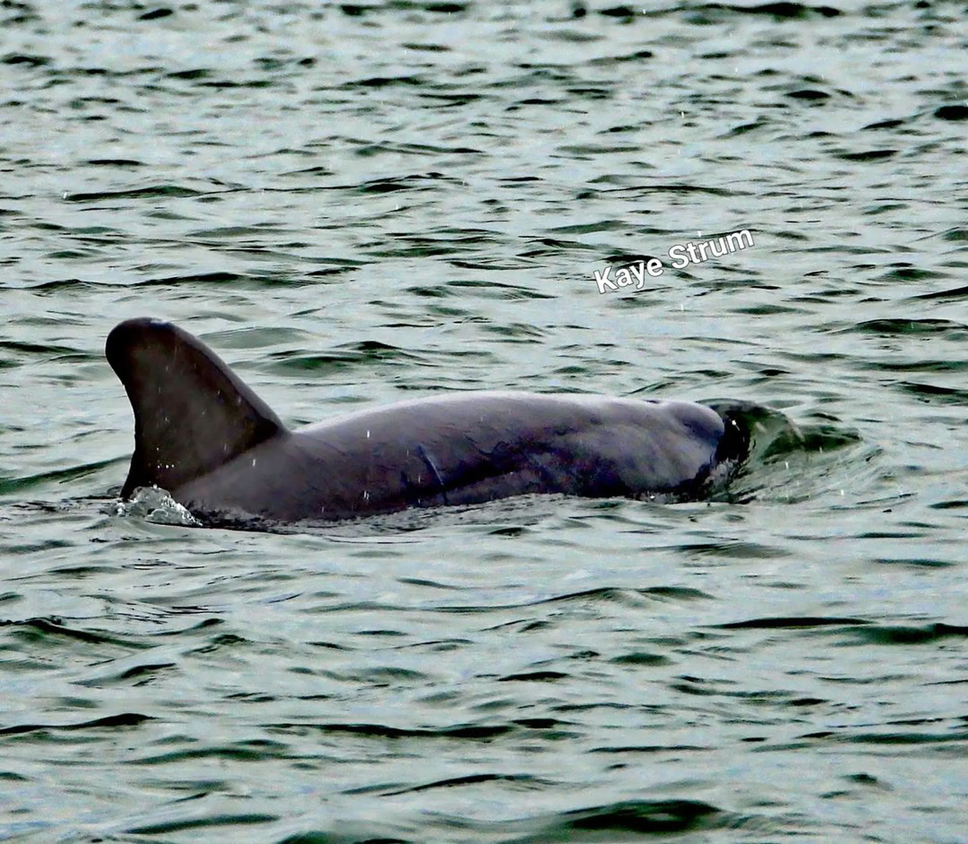 Carolina Yachts CY20 in Emerald Isle, NC — photo 9