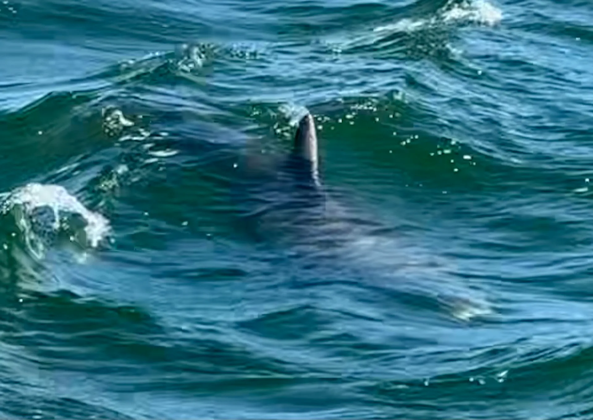 36’ Searay Sundancer in St Pete, FL!