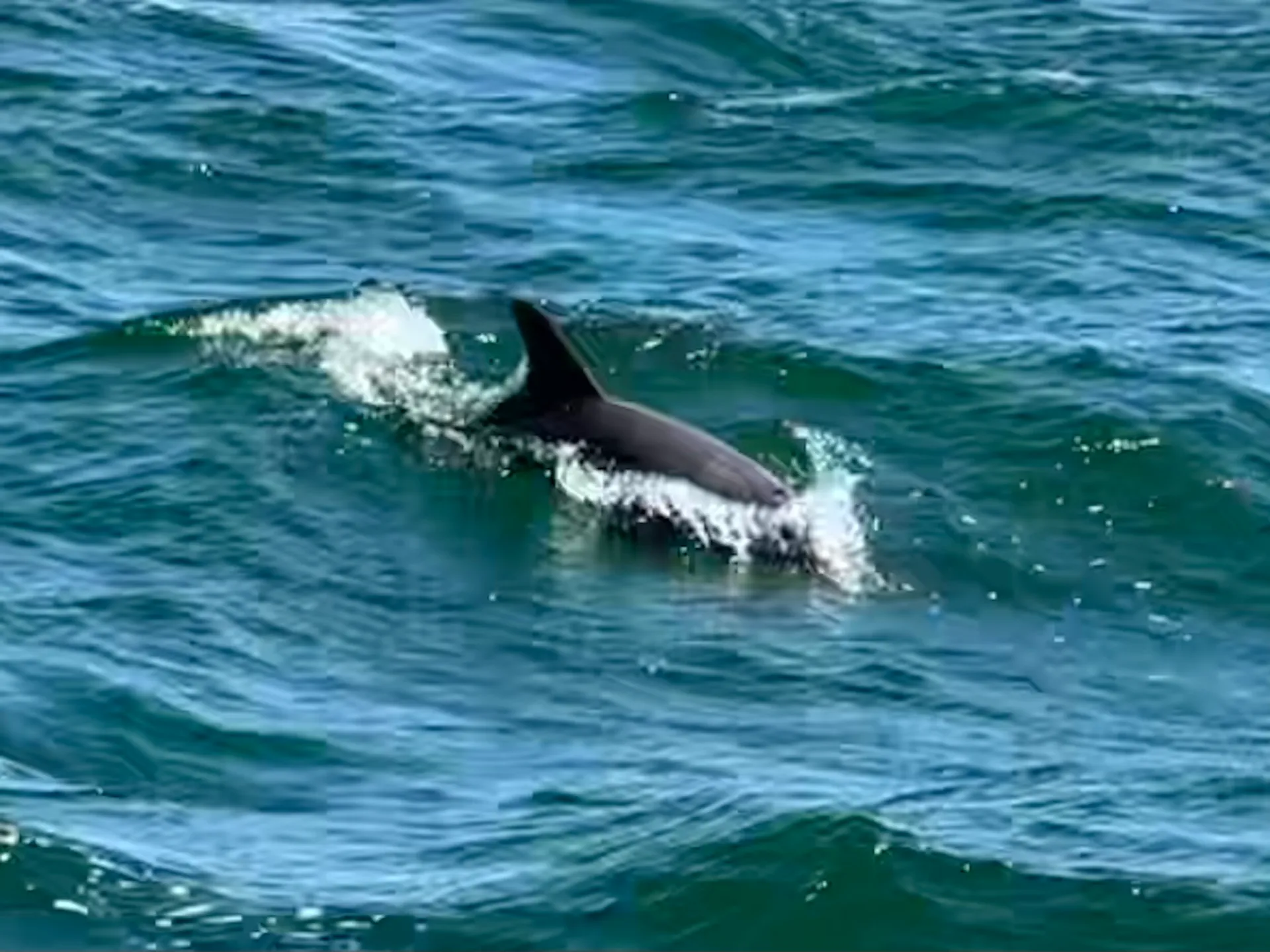 36’ Searay Sundancer in St Pete, FL!