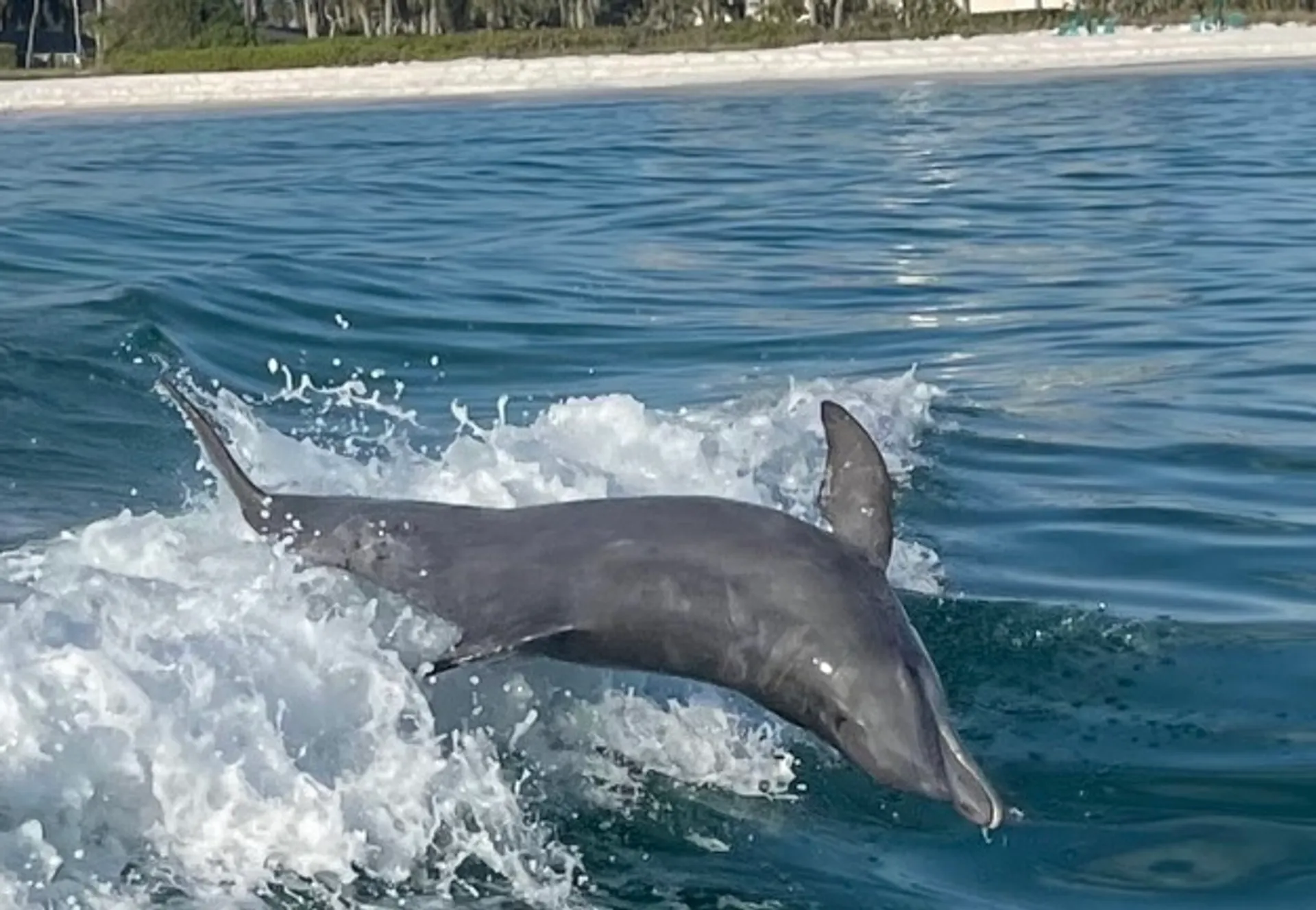28’ Dolphin-Watching & Sightseeing Charter – Explore Sarasota