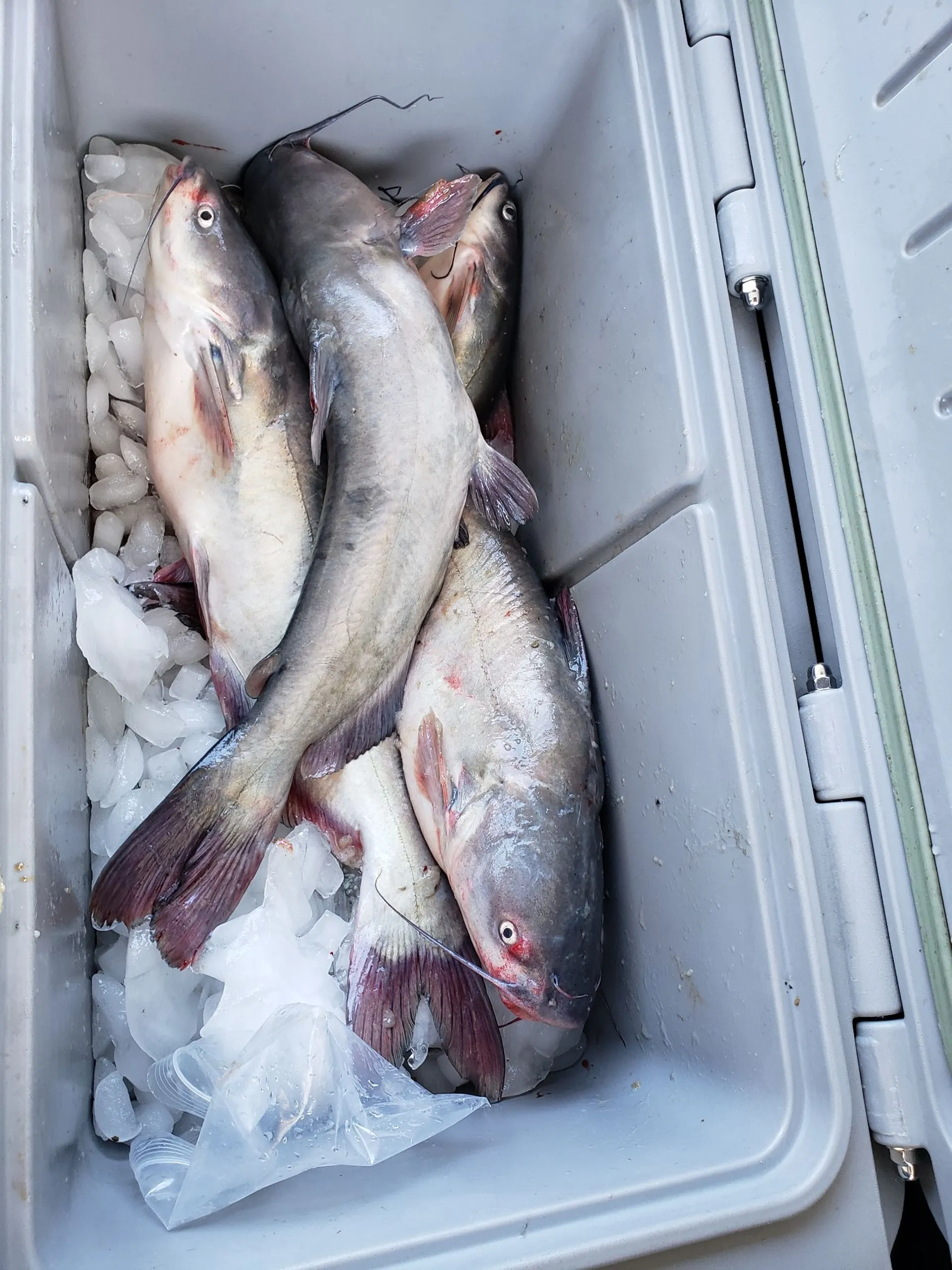 Cruise or Fish w/ Captain. Full Cabin, Heat, A/C, Private Restroom