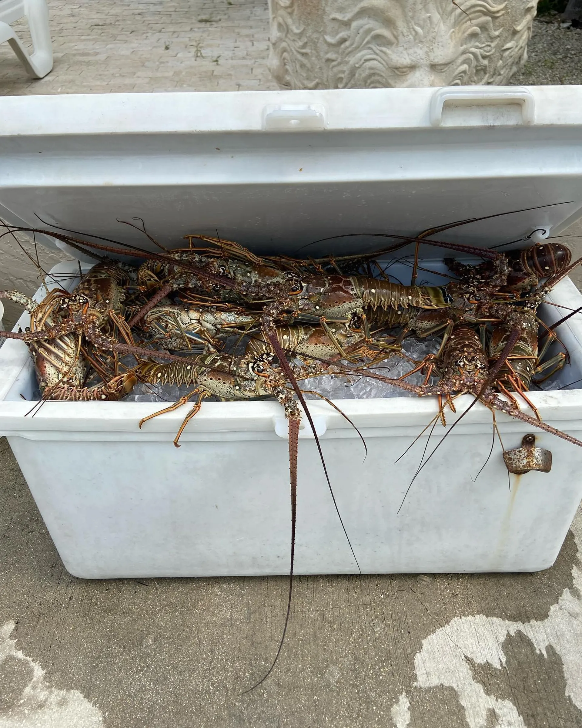 Explore the Stunning Waters of the Florida Keys Aboard Our 31’ Contend
