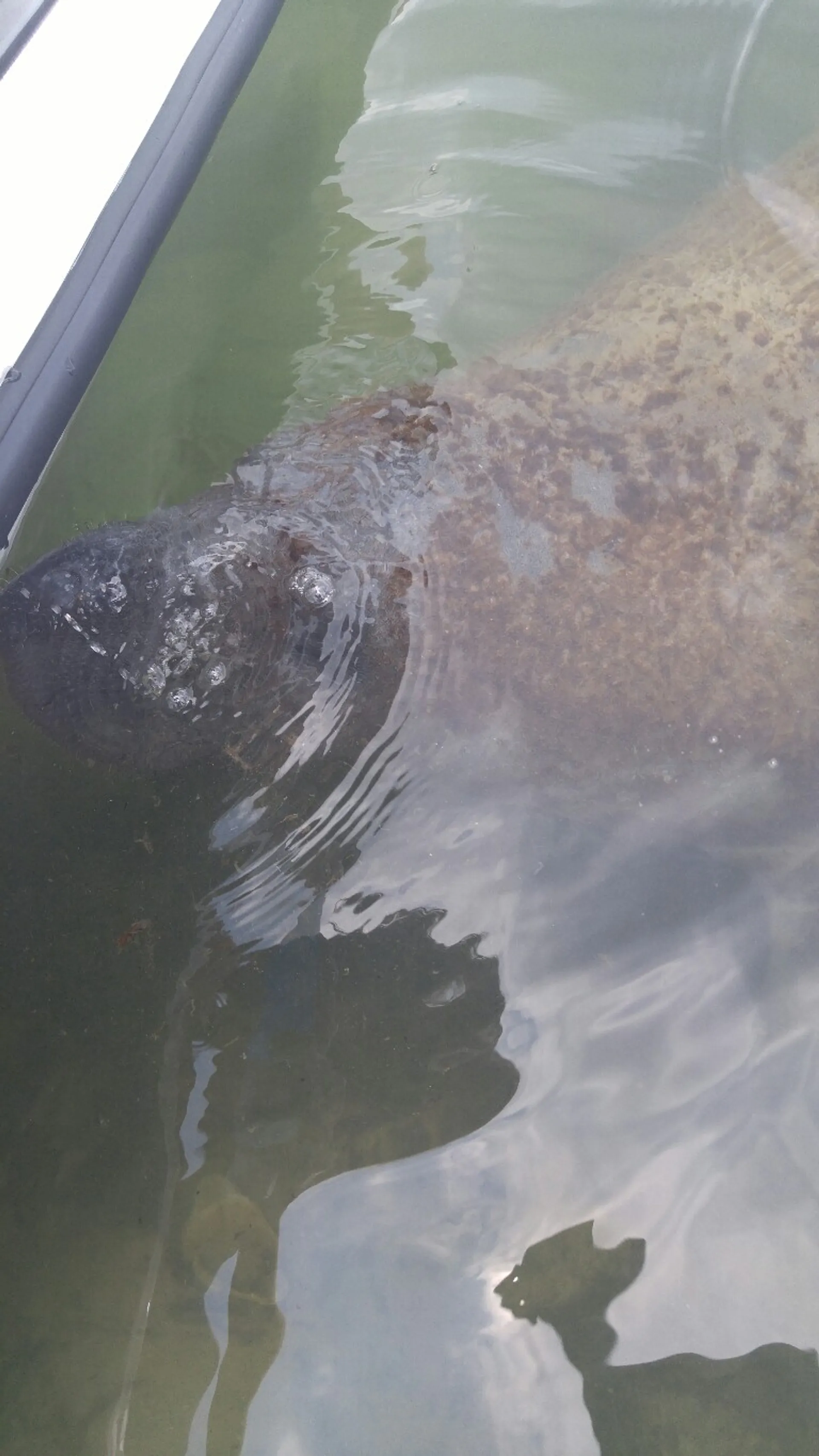 LUXURY 24ft Tri-toon (3) Pontoon Boat rental. Captain available