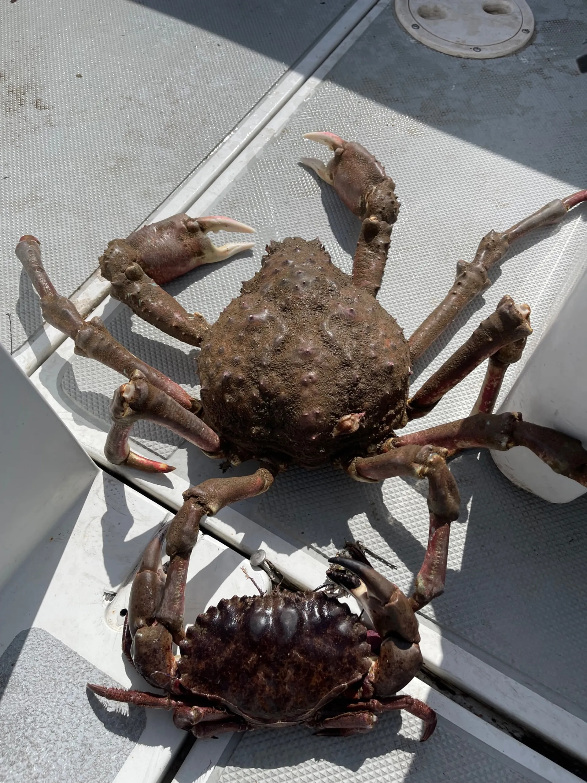 26ft Explorer RadonCraft Wicked Squid - Record holder!