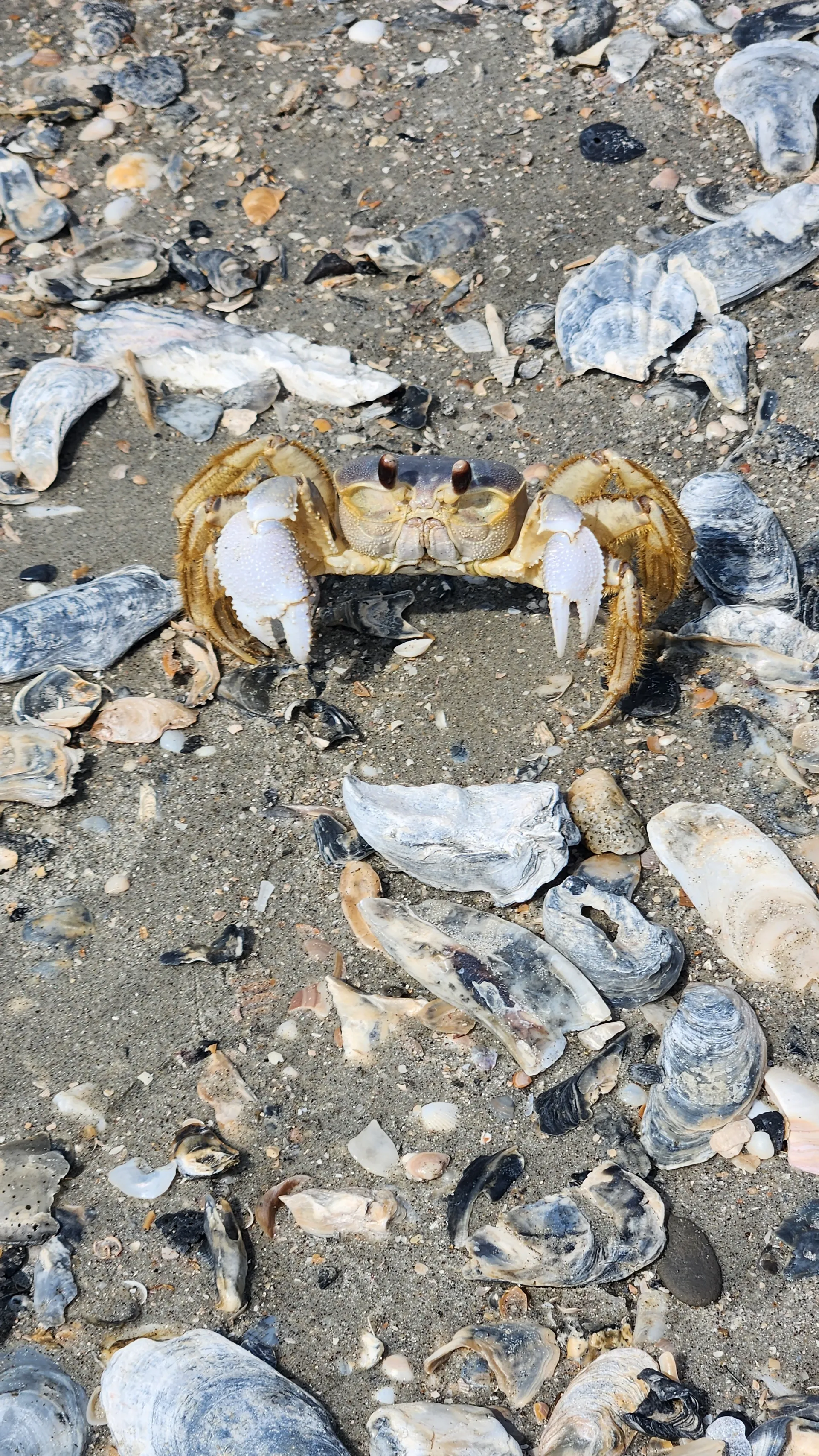 Beautiful 21ft Sea Hunt!