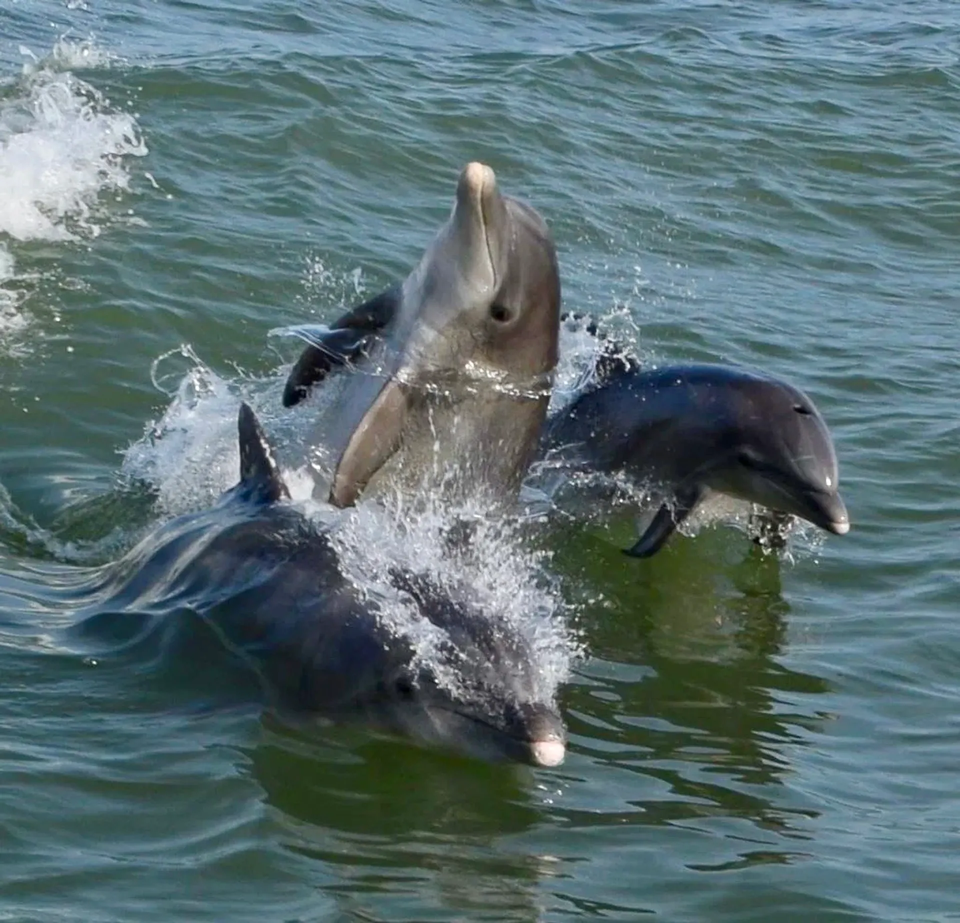 Savor the Flavor of Pensacola: FUEL INCLUDED!!!