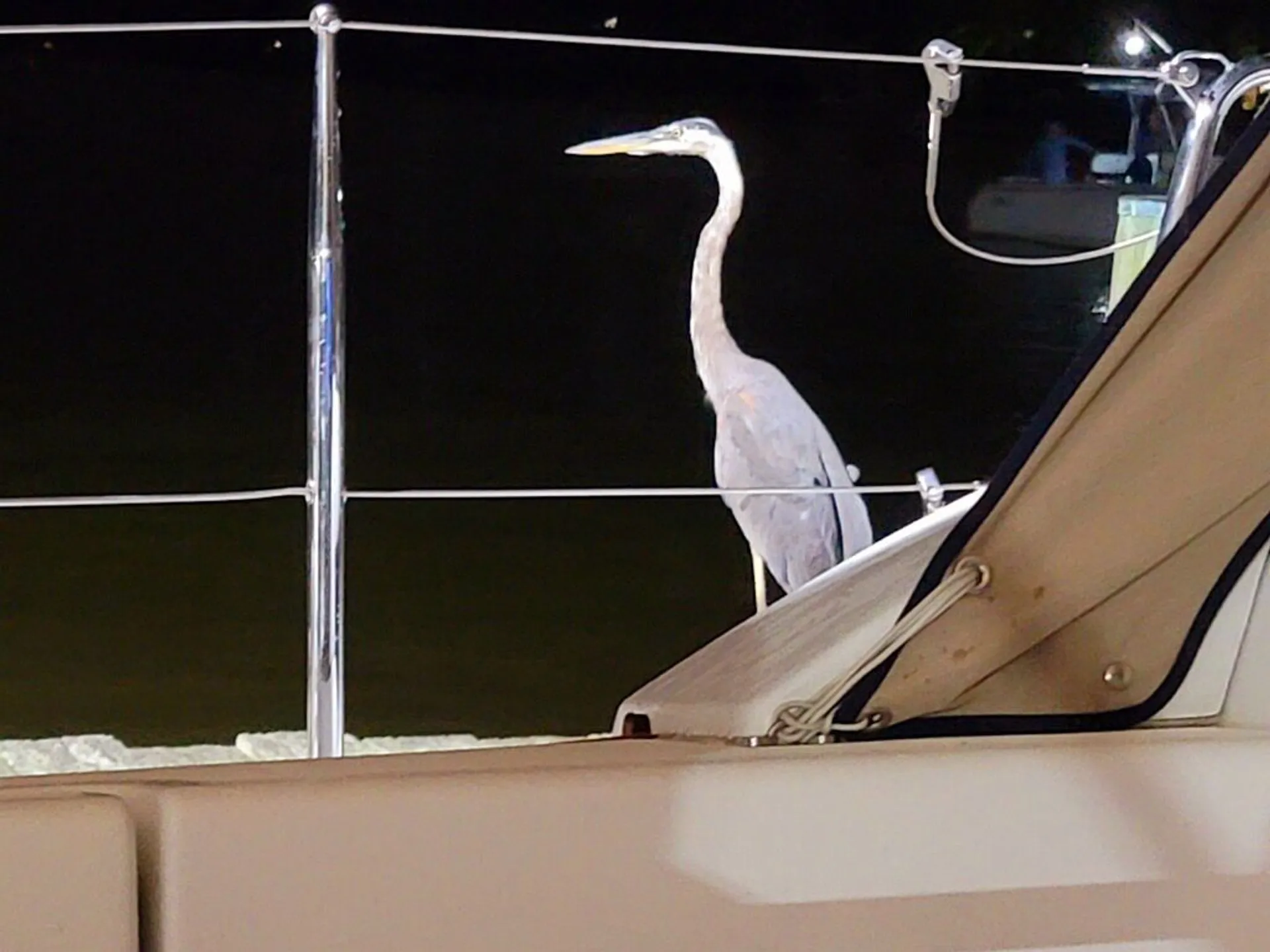 Sail away on the Chesapeake Bay with Chessie from Annapolis!  
