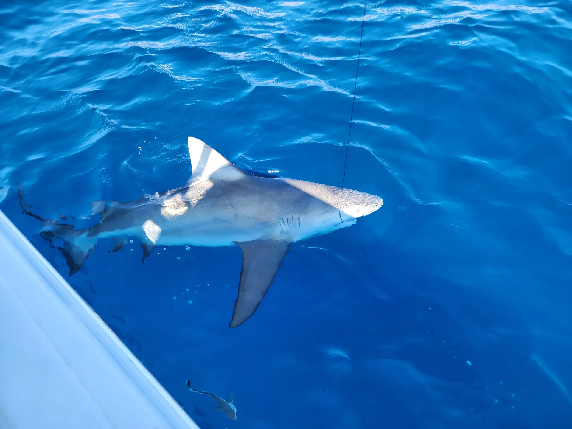 BLUE WAVE BOATS BY PARKS MFG. 2800 PURE HYBRID in Placida, FL — photo 7