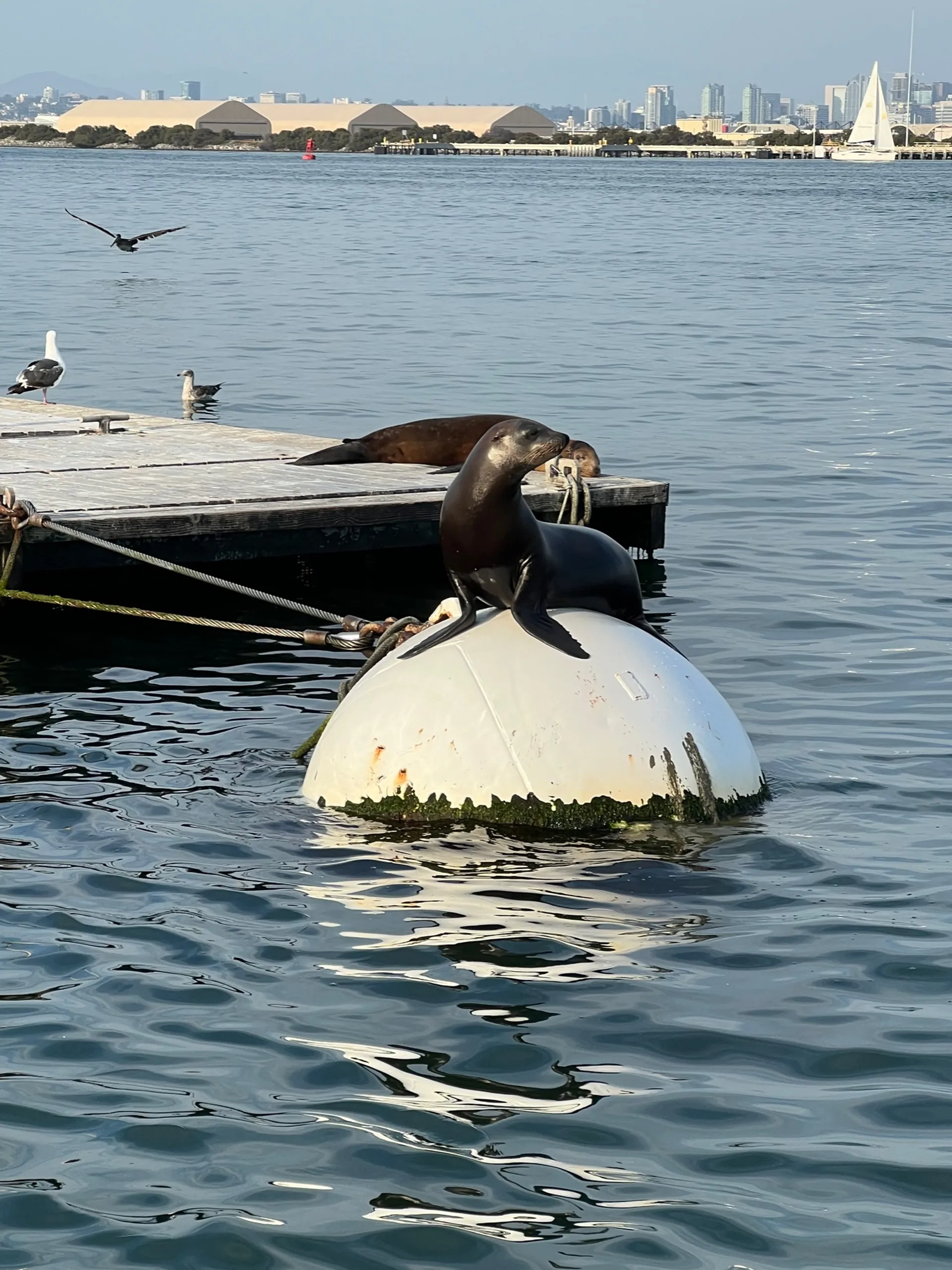 44' Express Cruiser Motor Yacht, specialized in making memories!!