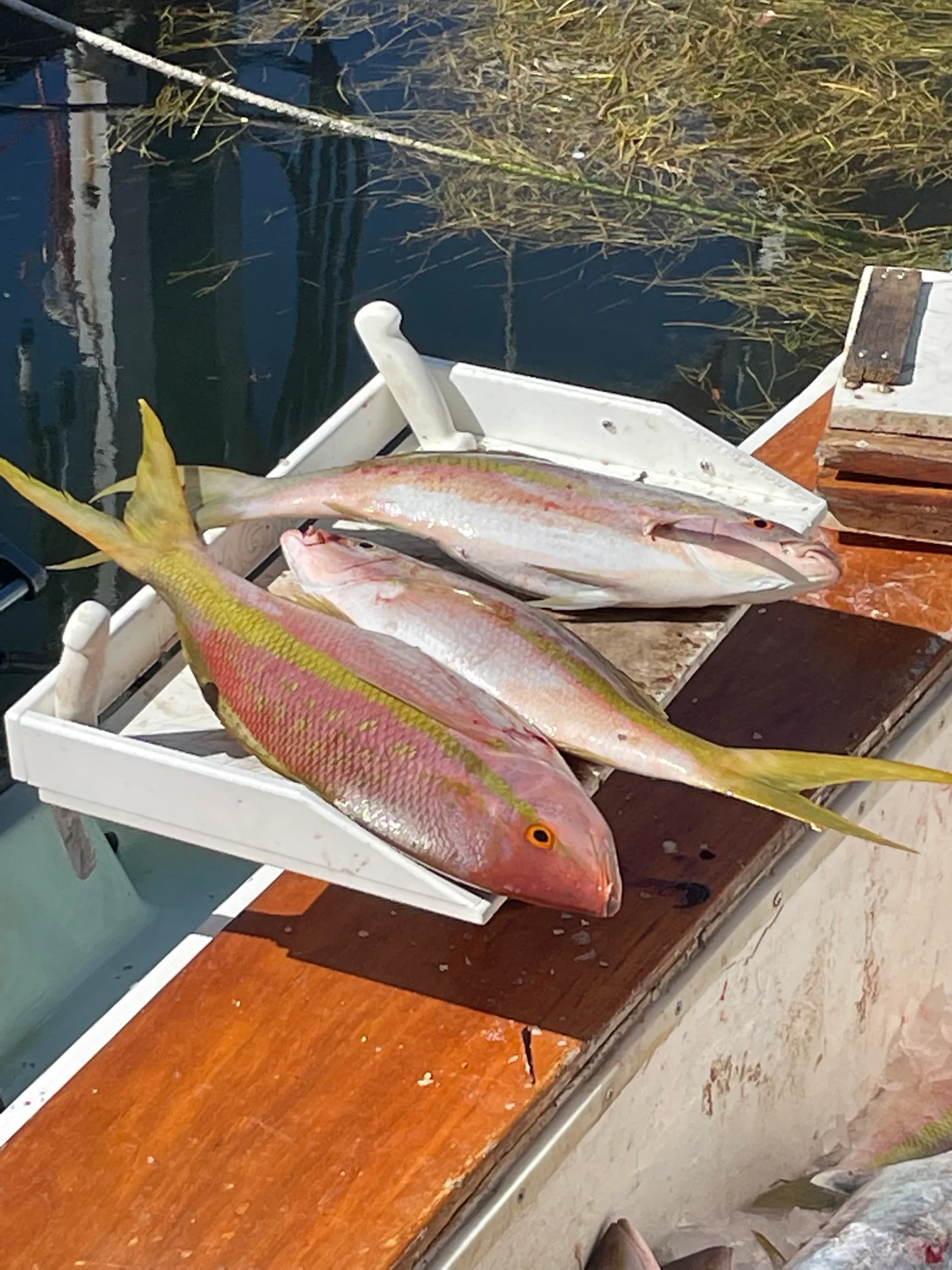 Wonderful Fishing Adventure w Capt. Johnny! 