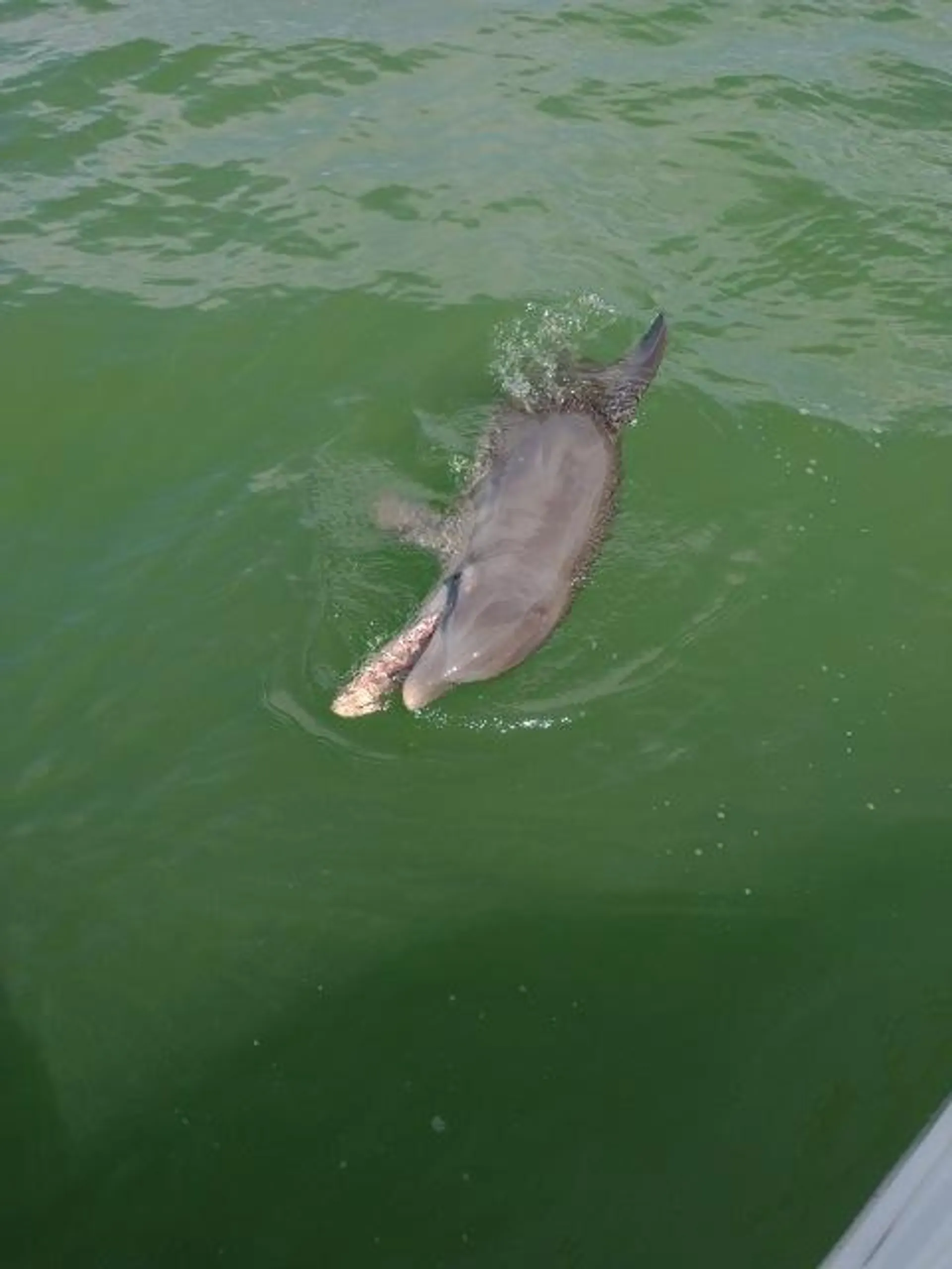 Flip Side Eco Charter Sanibel/Captiva and out lying islands