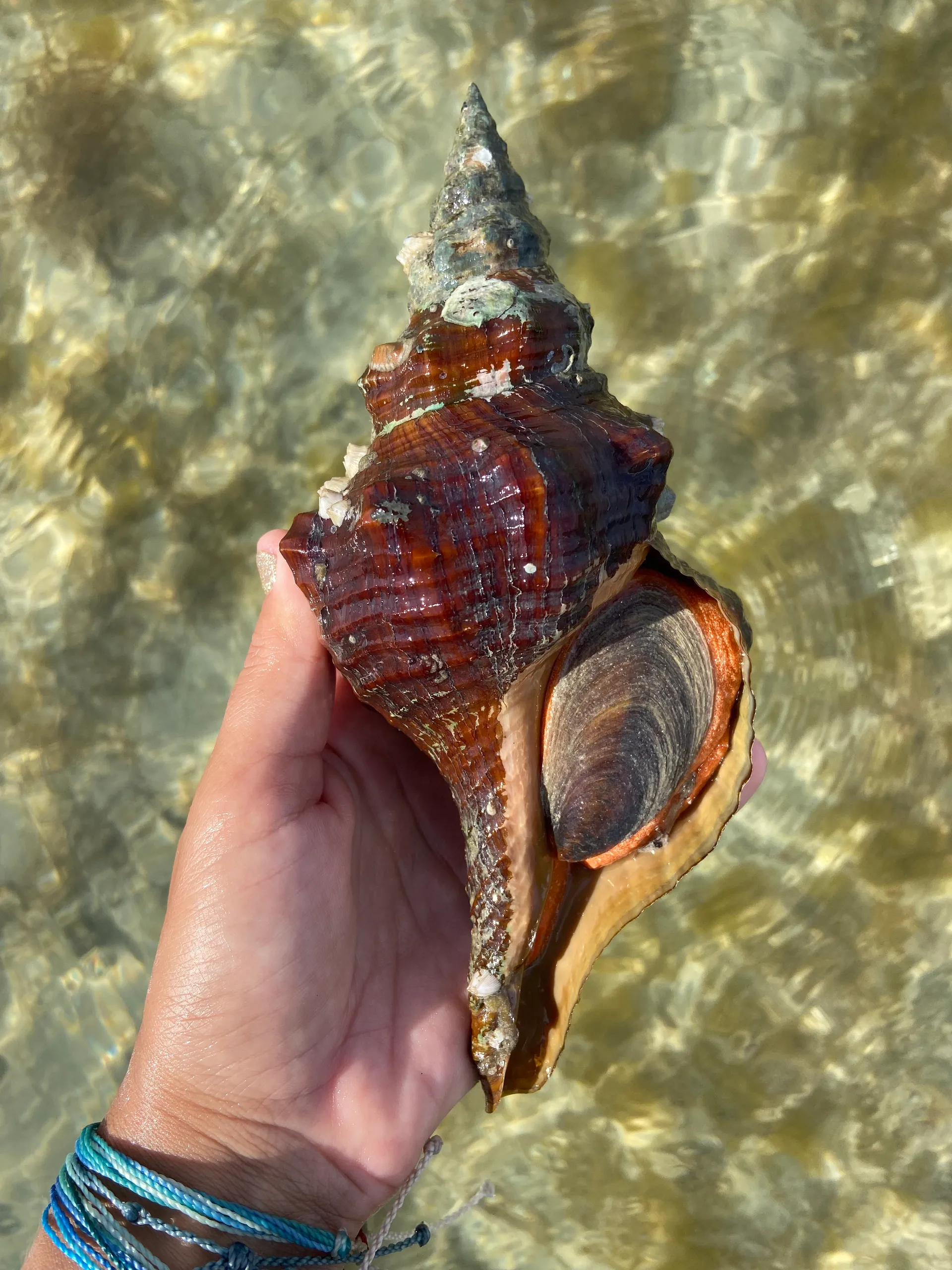 Flip Side Eco Charter Sanibel/Captiva and out lying islands