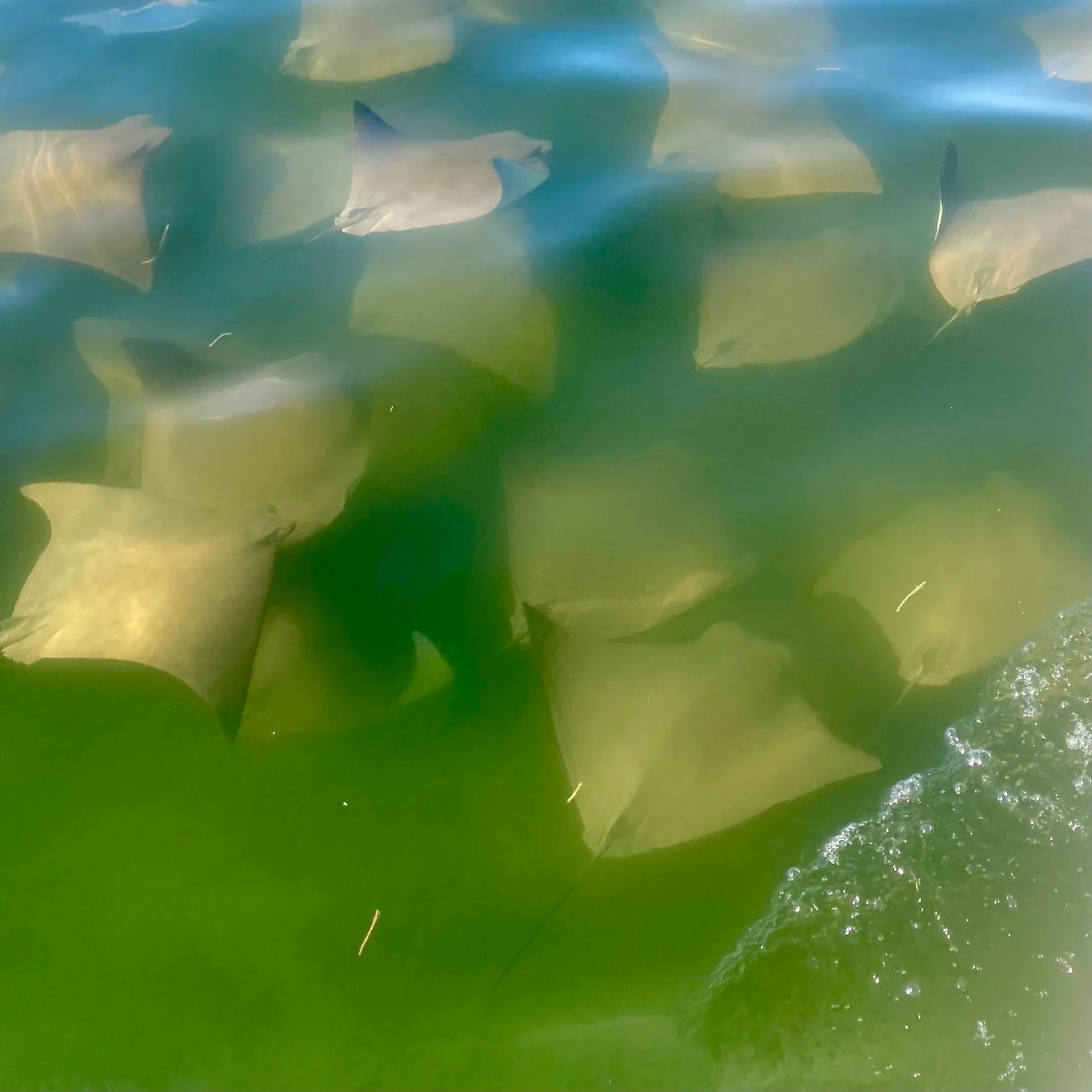 Flip Side Eco Charter Sanibel/Captiva and out lying islands