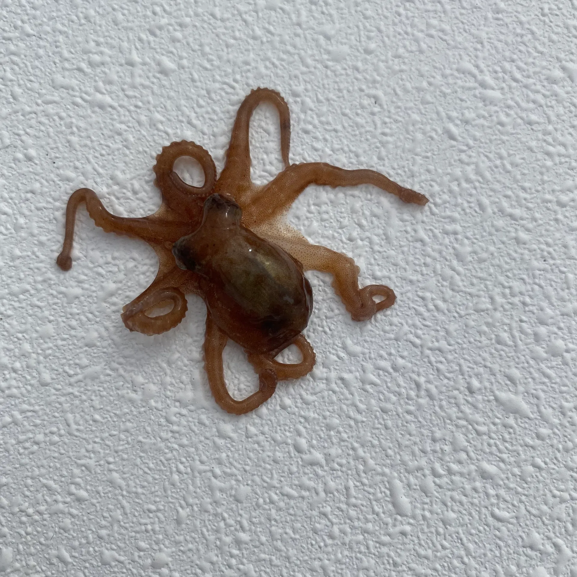 Flip Side Eco Charter Sanibel/Captiva and out lying islands