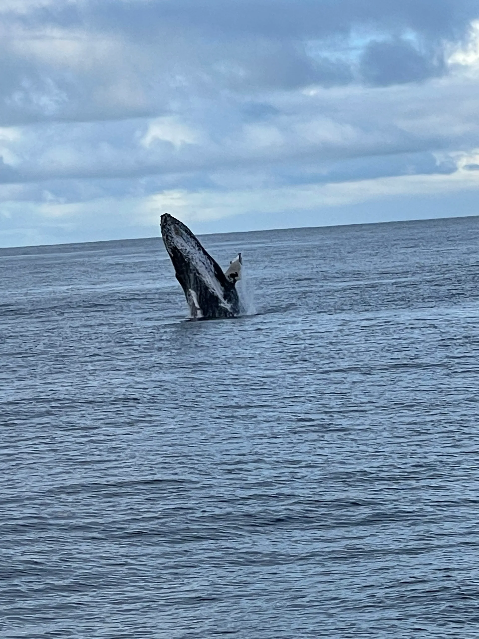 Private sailing/snorkeling /sunset sail,