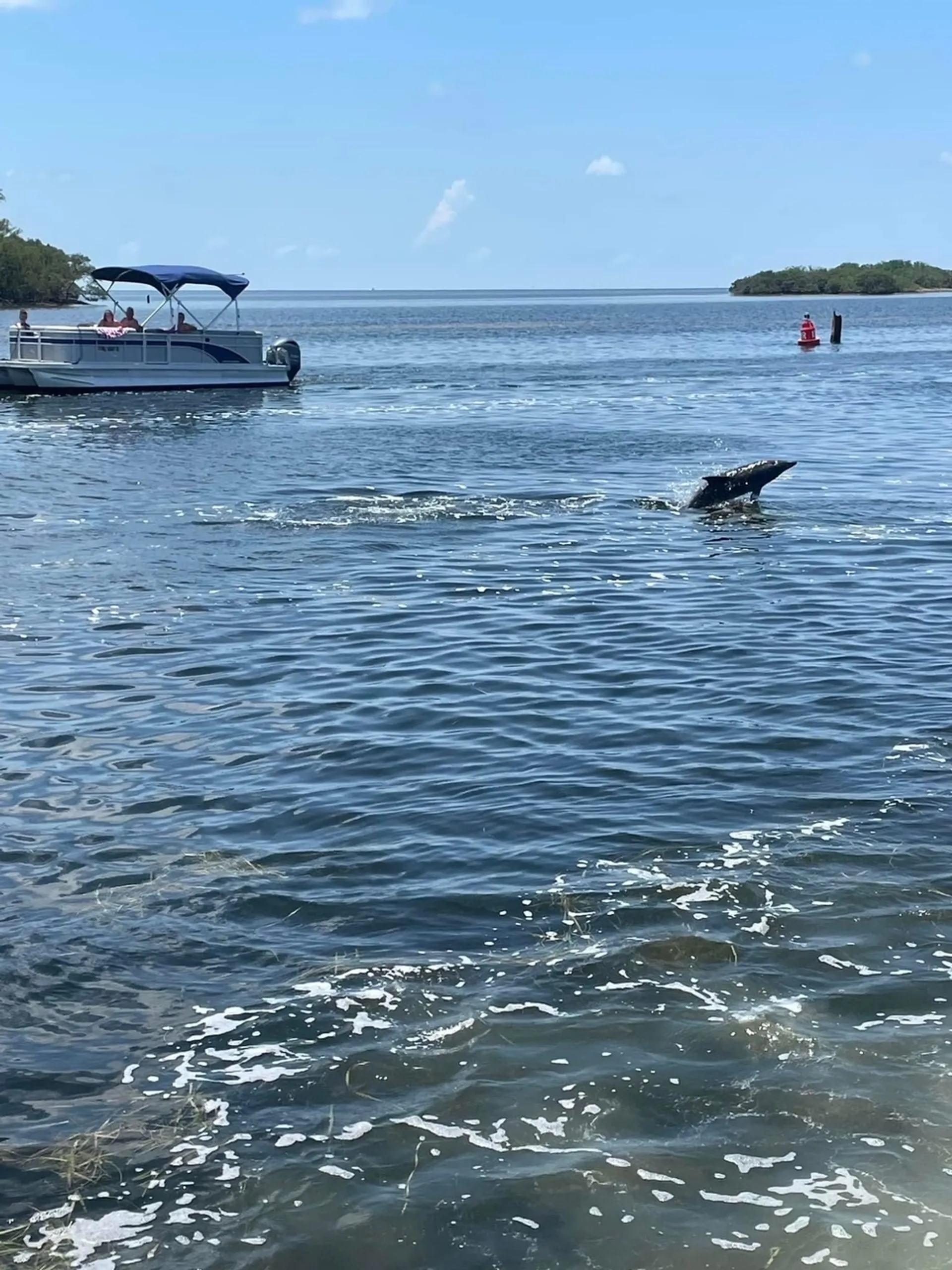 Pontoon great for Island Hoping, Dolphin watching, Sunsets and more