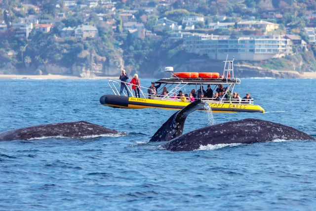 Rent a Commercial Water Sports rigid inflatable in Dana Point, CA near me