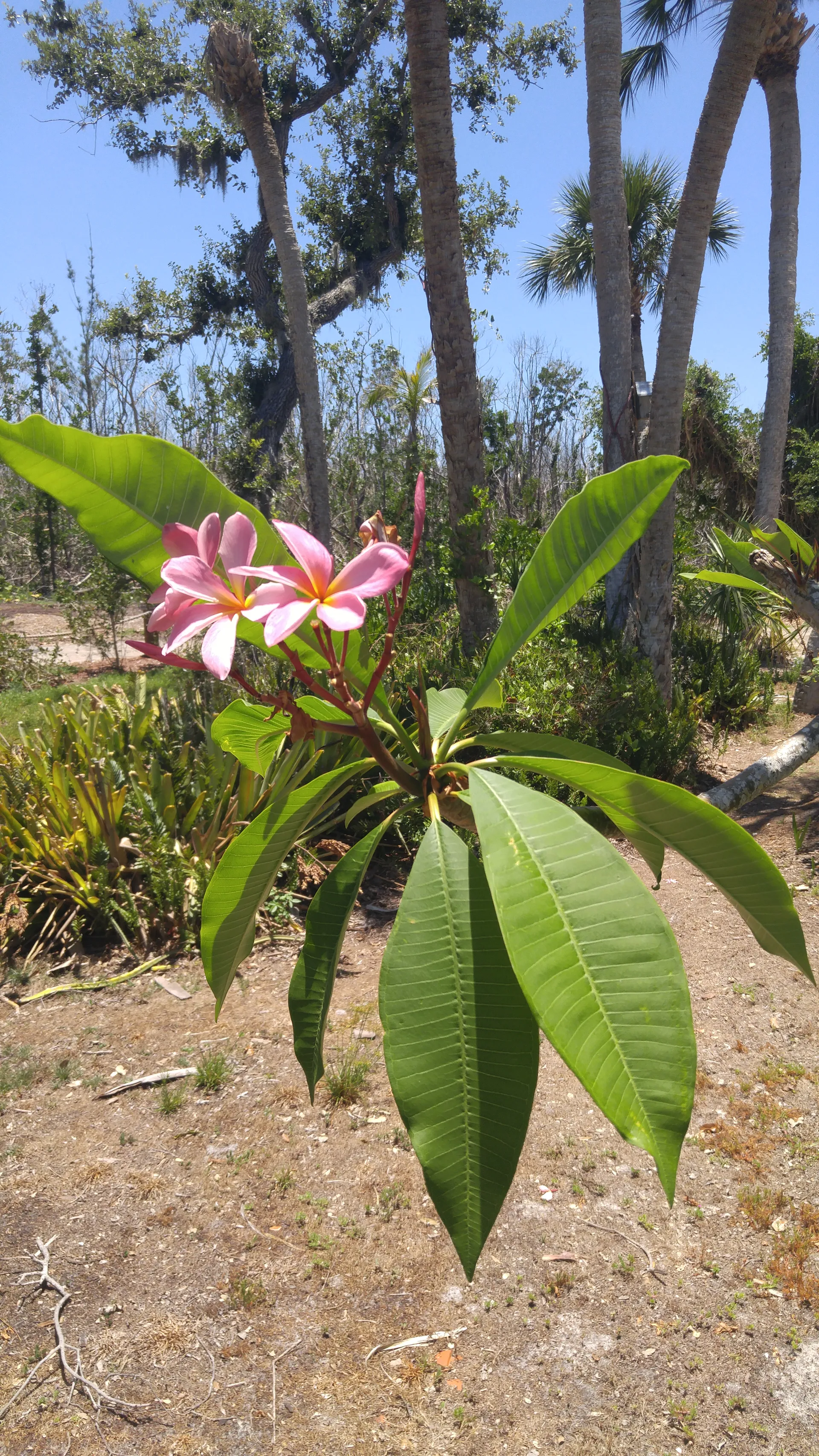 LUXURY 24ft Tri-toon (3) Pontoon Boat rental. Captain available