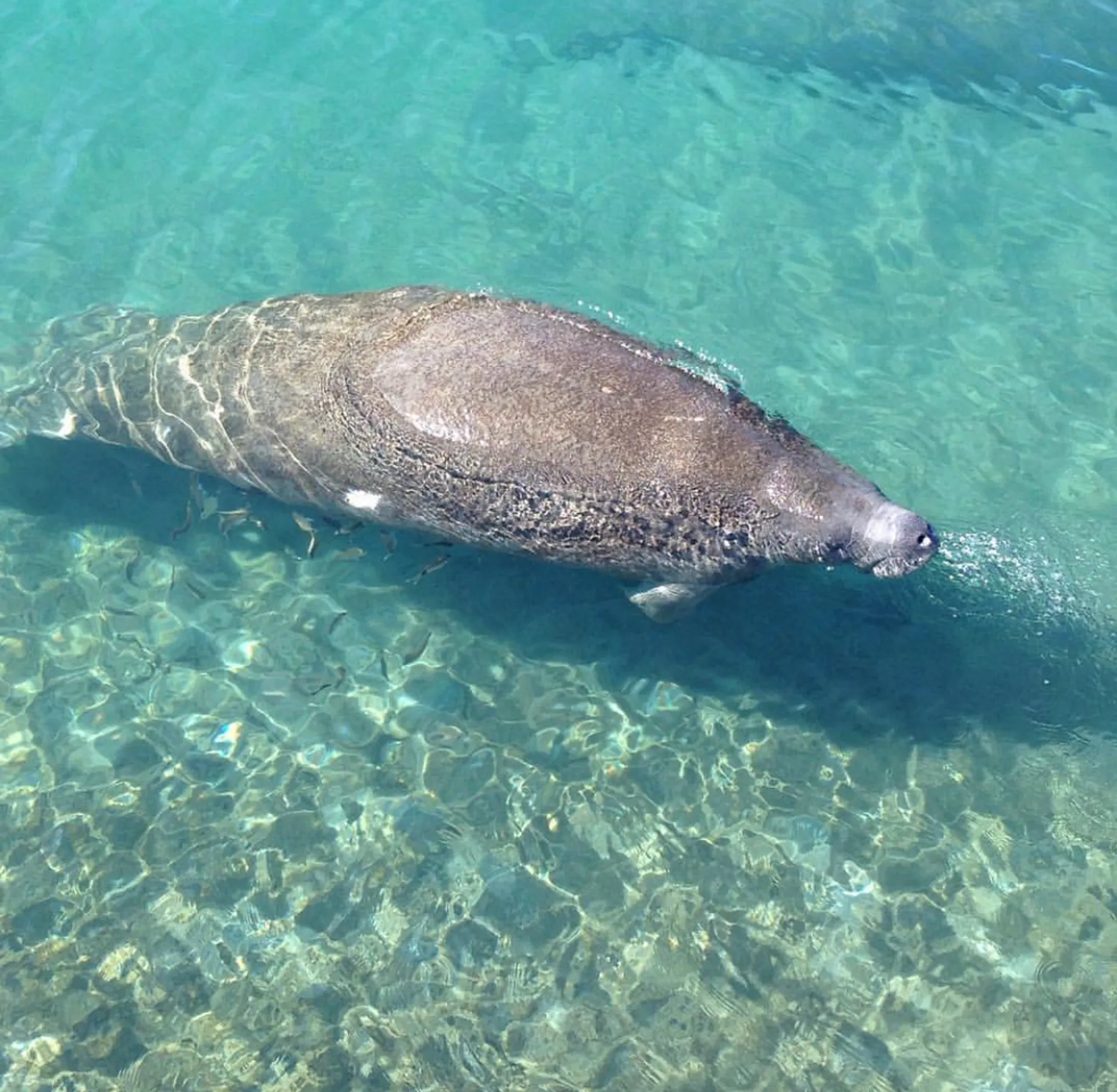 Luxury boat that fits 12 guests - Restroom - Free Fuel 