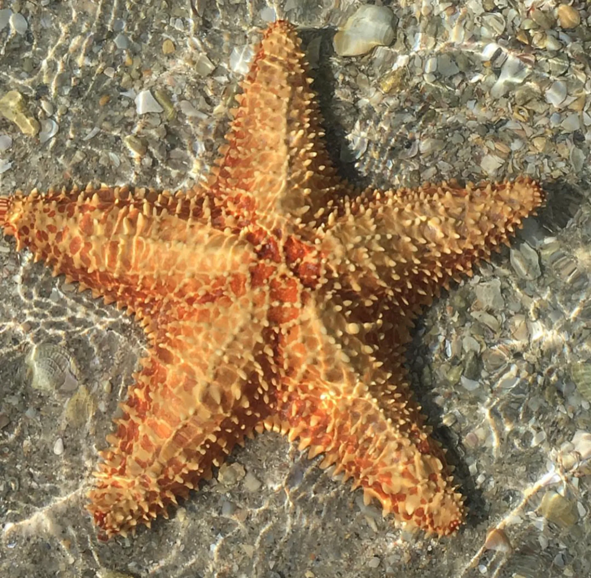 Luxury boat that fits 12 guests - Restroom - Free Fuel 