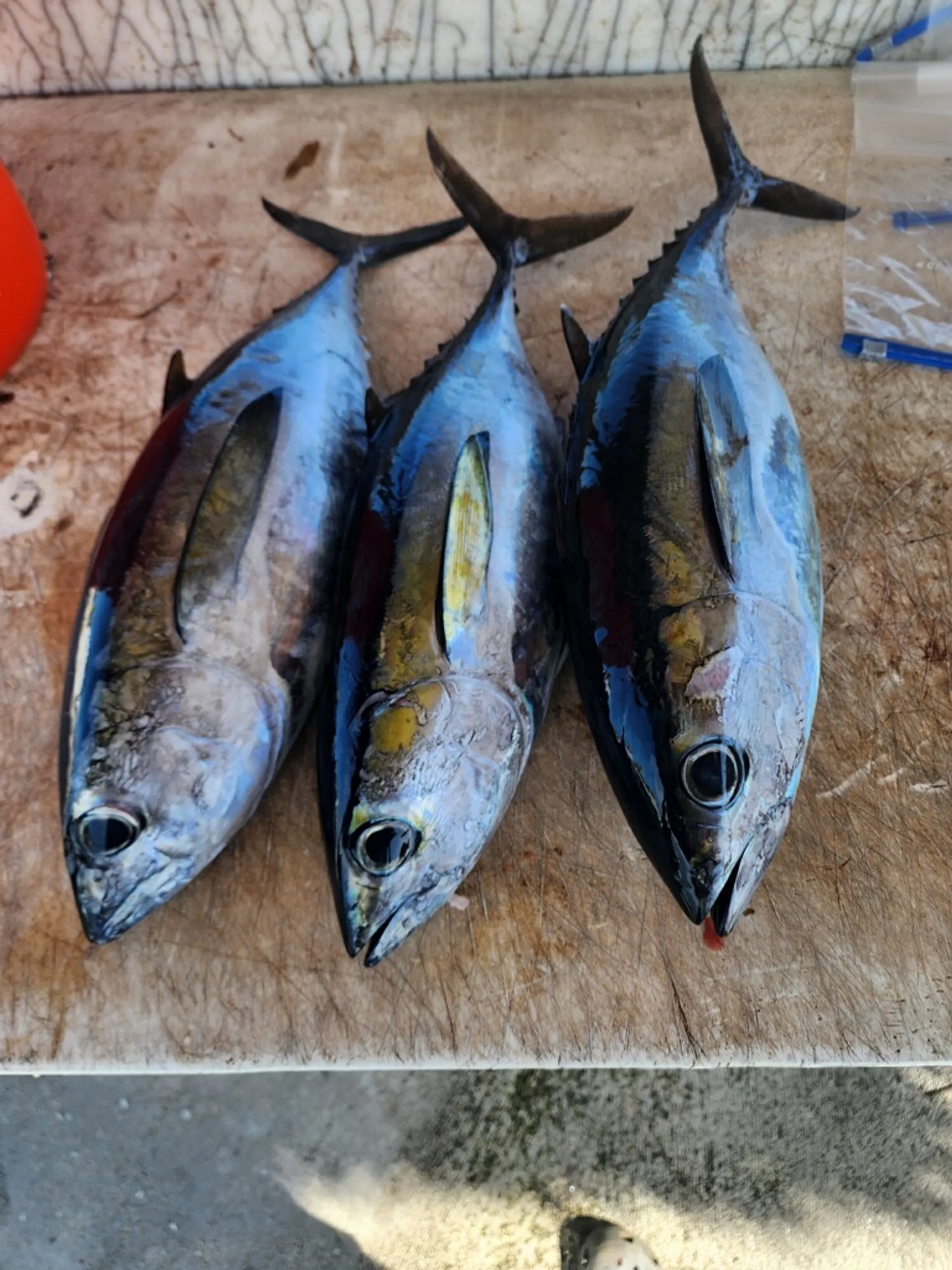 Cobia 237 6-8 passenger