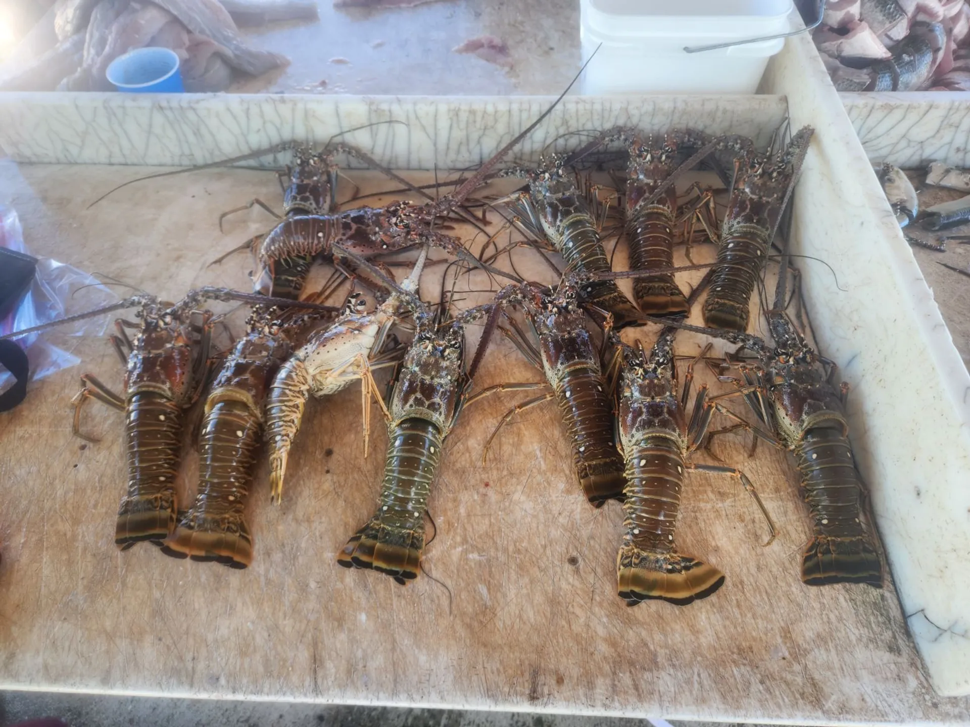 Cobia 237 6-8 passenger