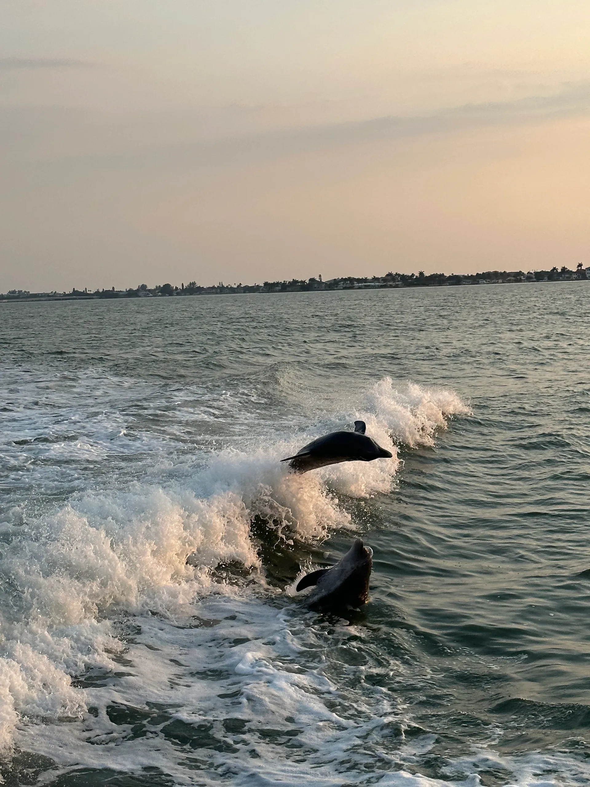 65' The Princess for charter in  Clearwater -12 pax