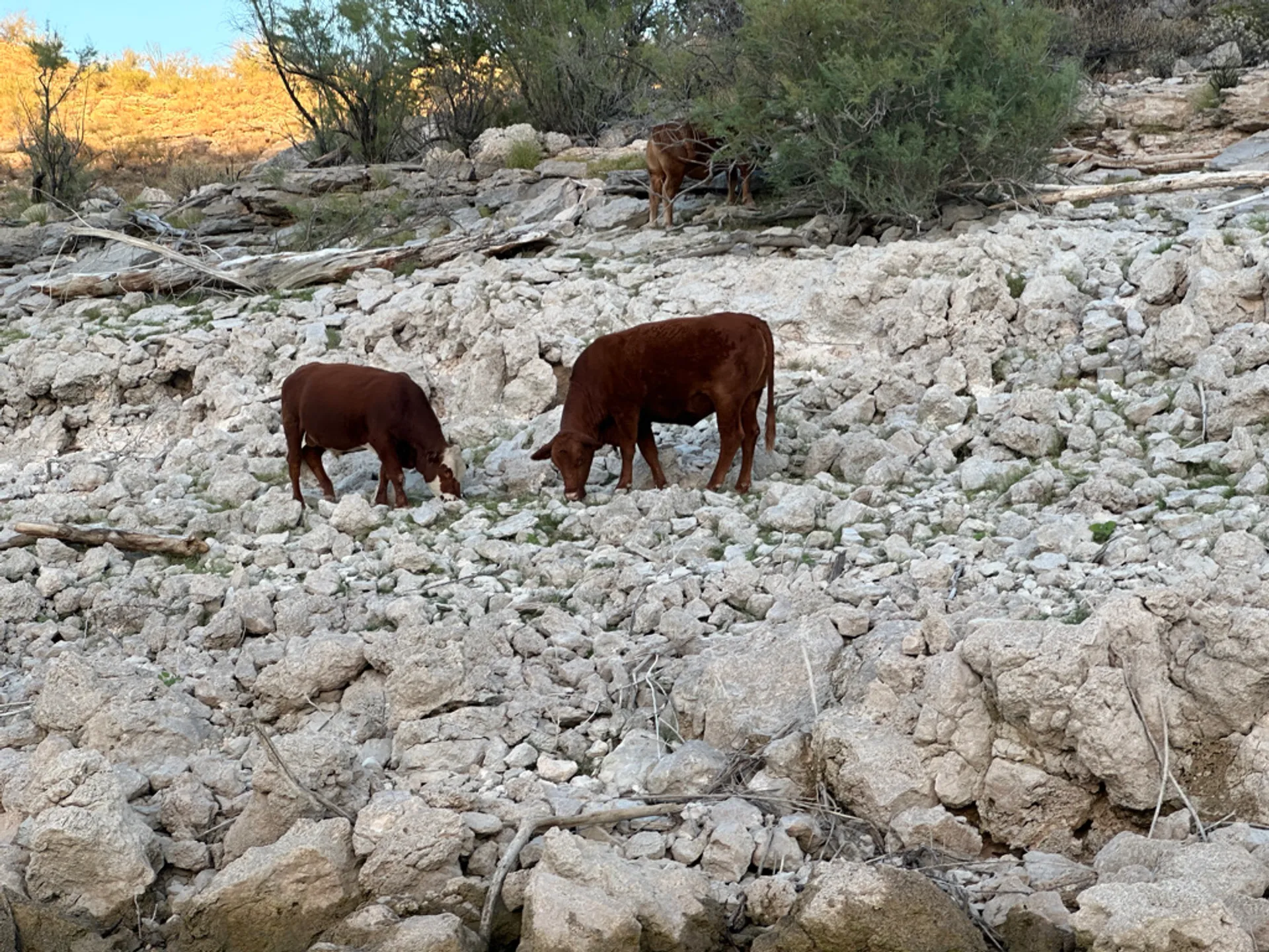 21 Foot Sea Ray 200 Sport