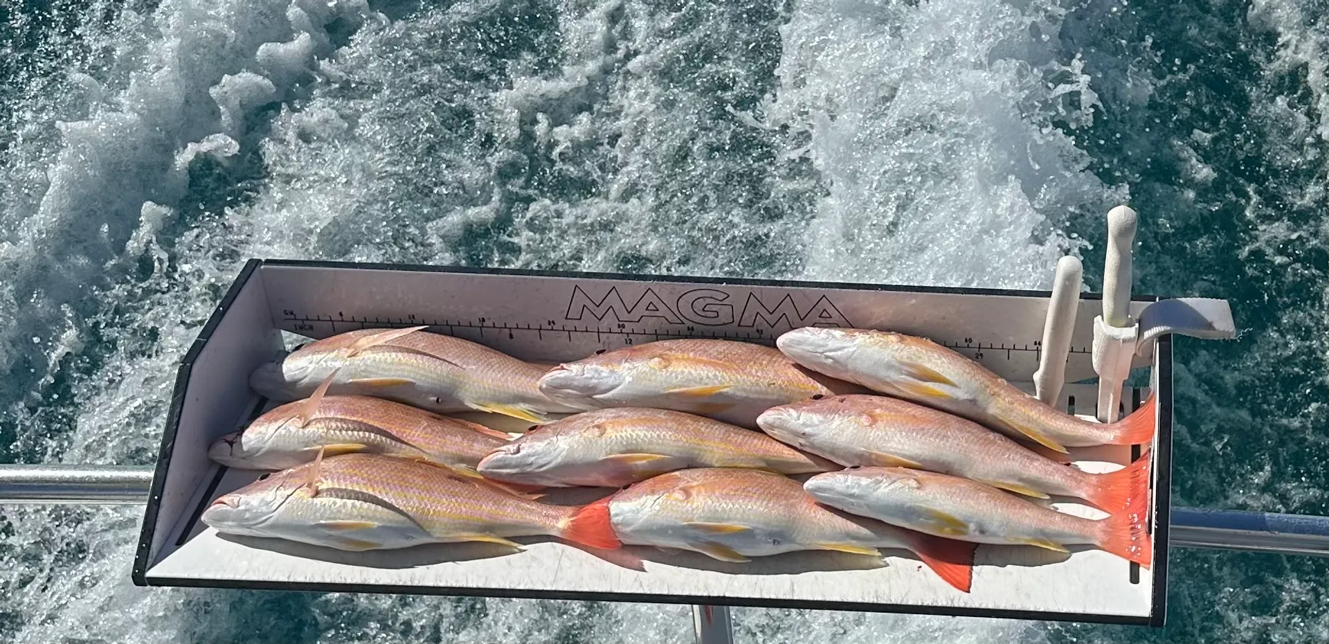 “Fish Happens” in SWFL