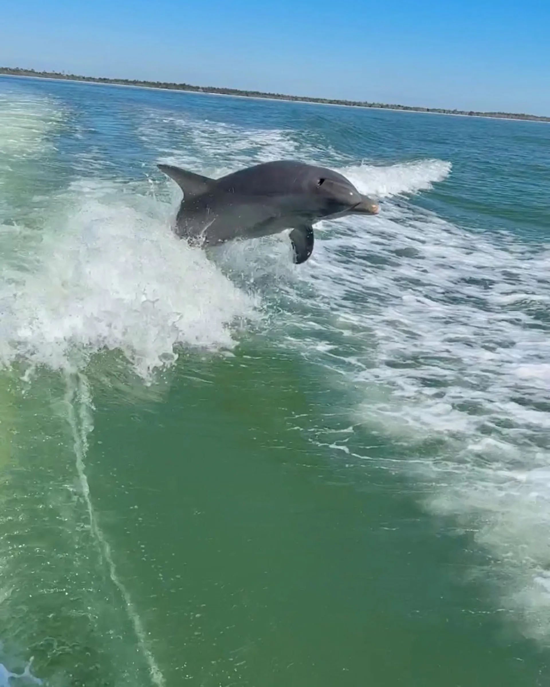 SURREEL LIFE “living the dream” 