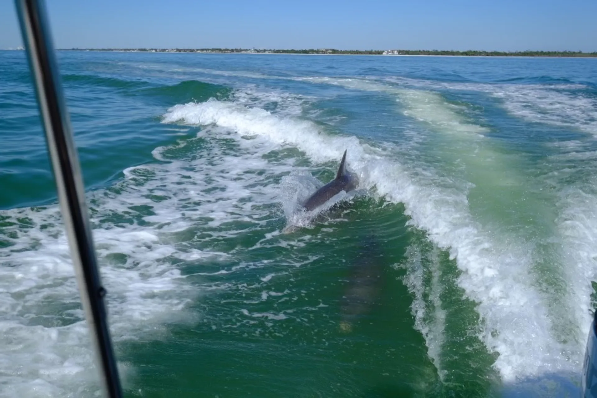 SURREEL LIFE “living the dream” 