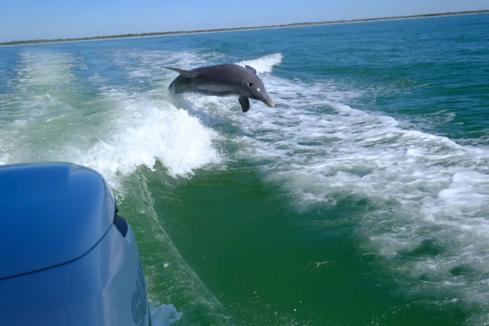 SURREEL LIFE “living the dream” 