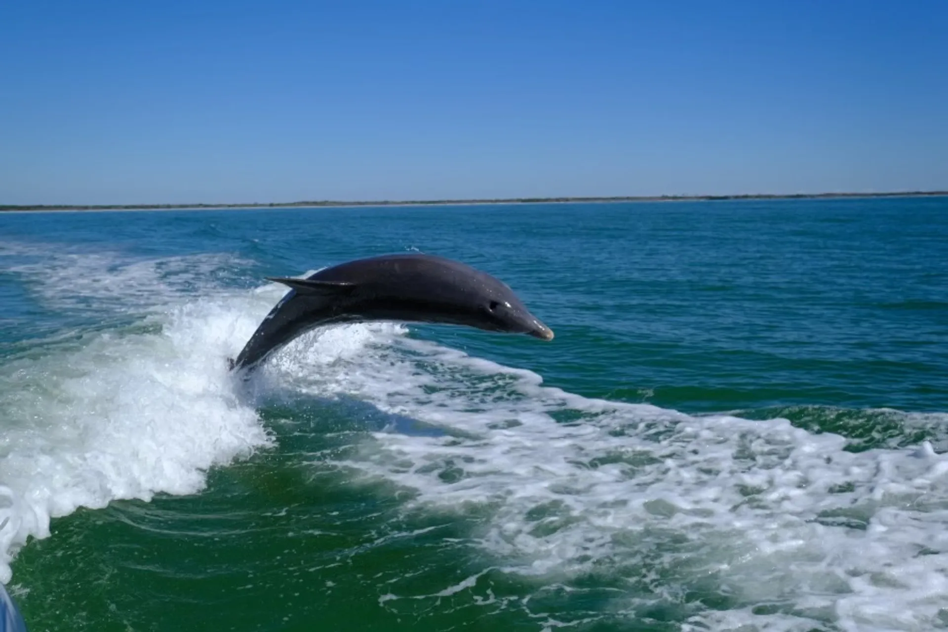 SURREEL LIFE “living the dream” 