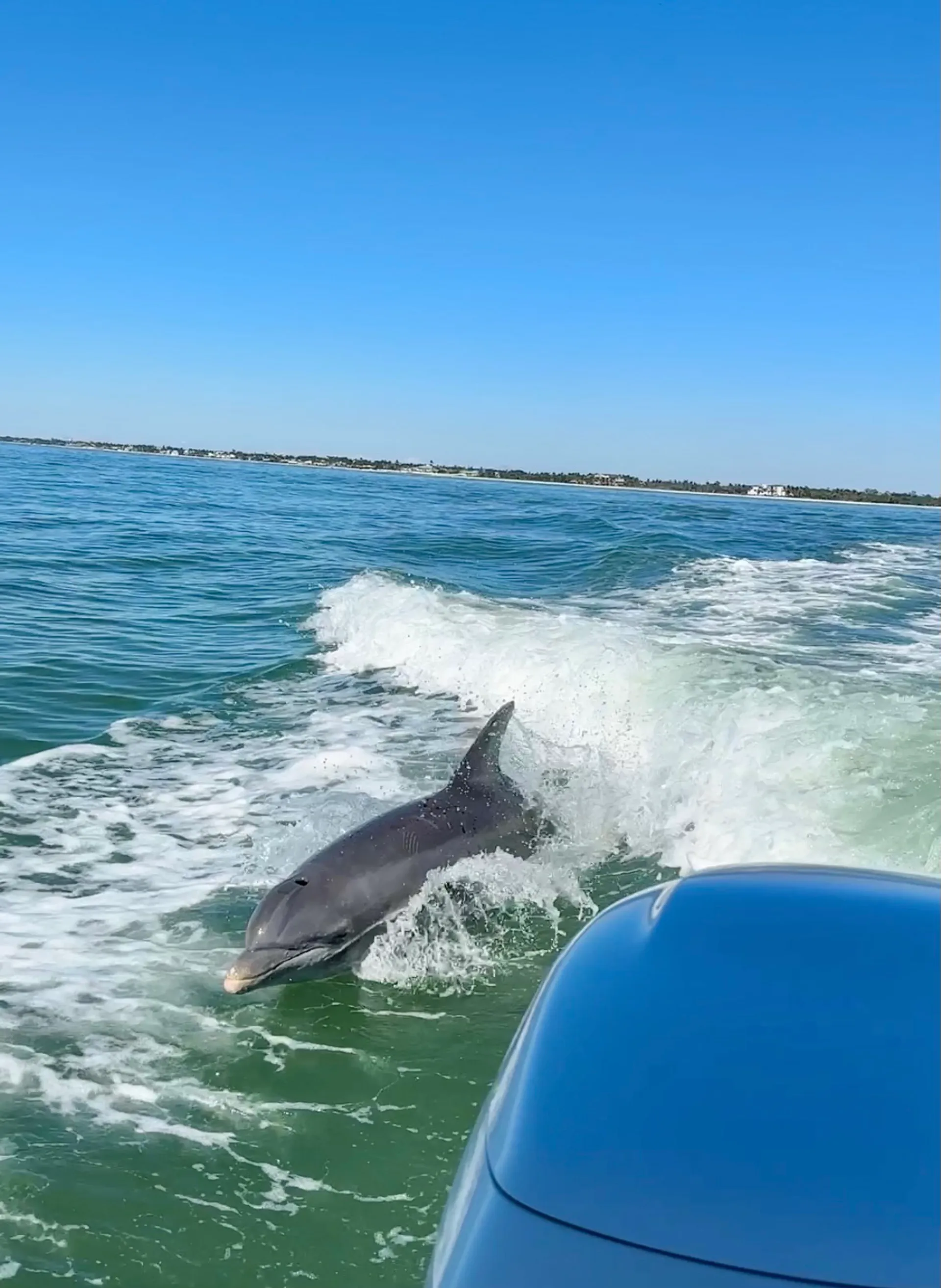 SURREEL LIFE “living the dream” 