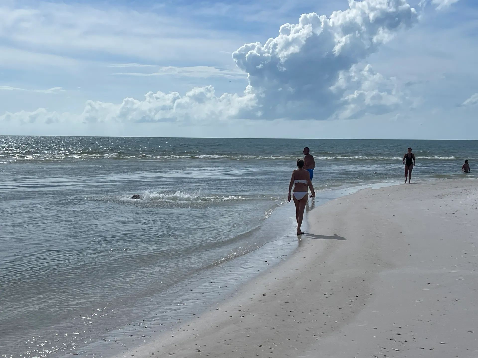 SURREEL LIFE “living the dream” 